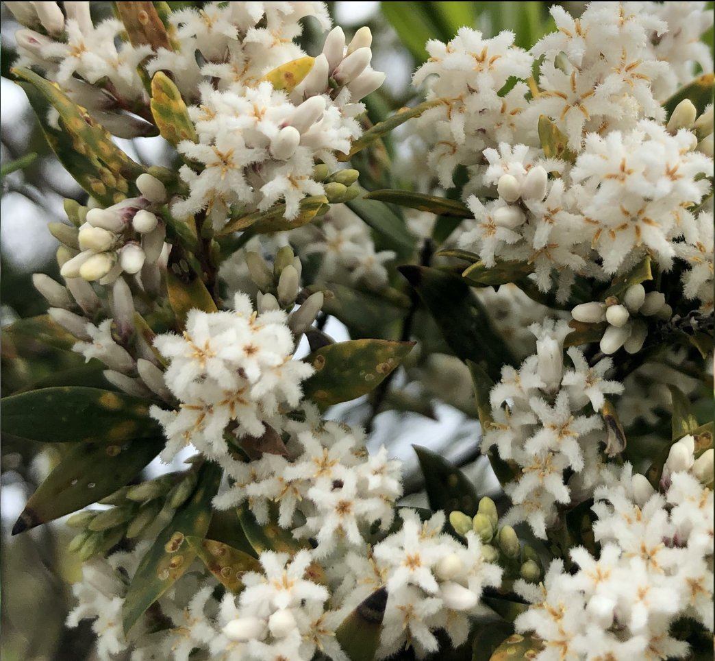 leucopogon parviflorus.jpg