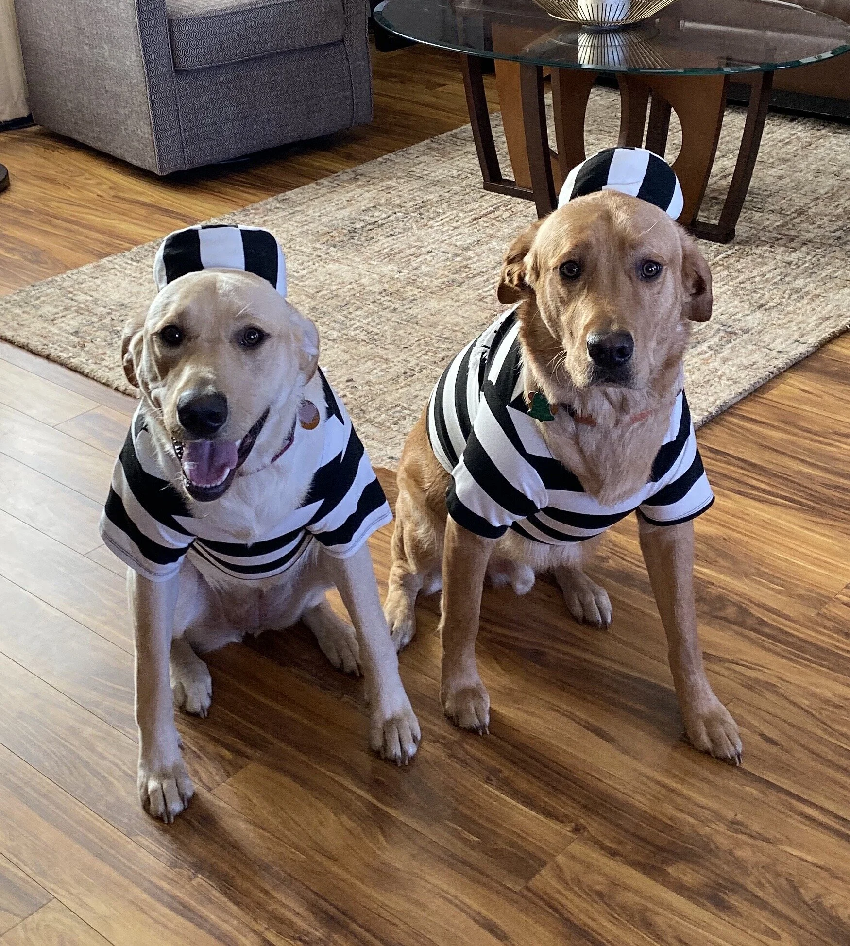 Just remember to follow the Doggie Diner rules so this doesn't happen!