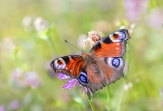 Butterfly Effect--Bright Flash Literary Review