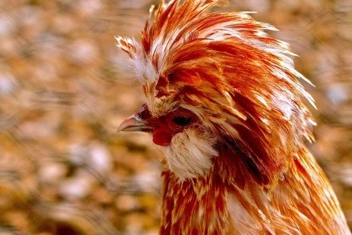 Feathered Friend--Gooseberry Pie