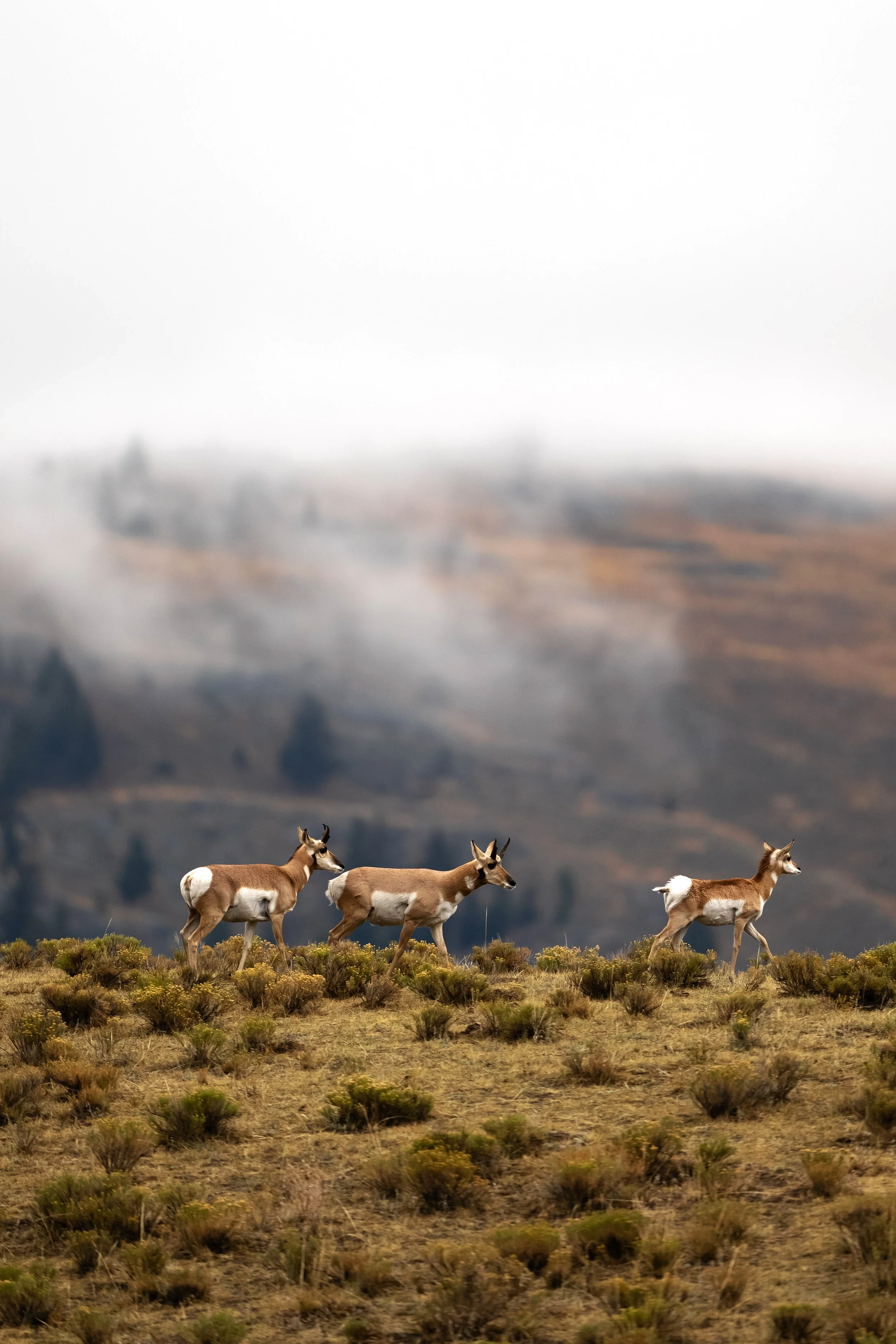 20250914_AS_Yellowstone_2701.png