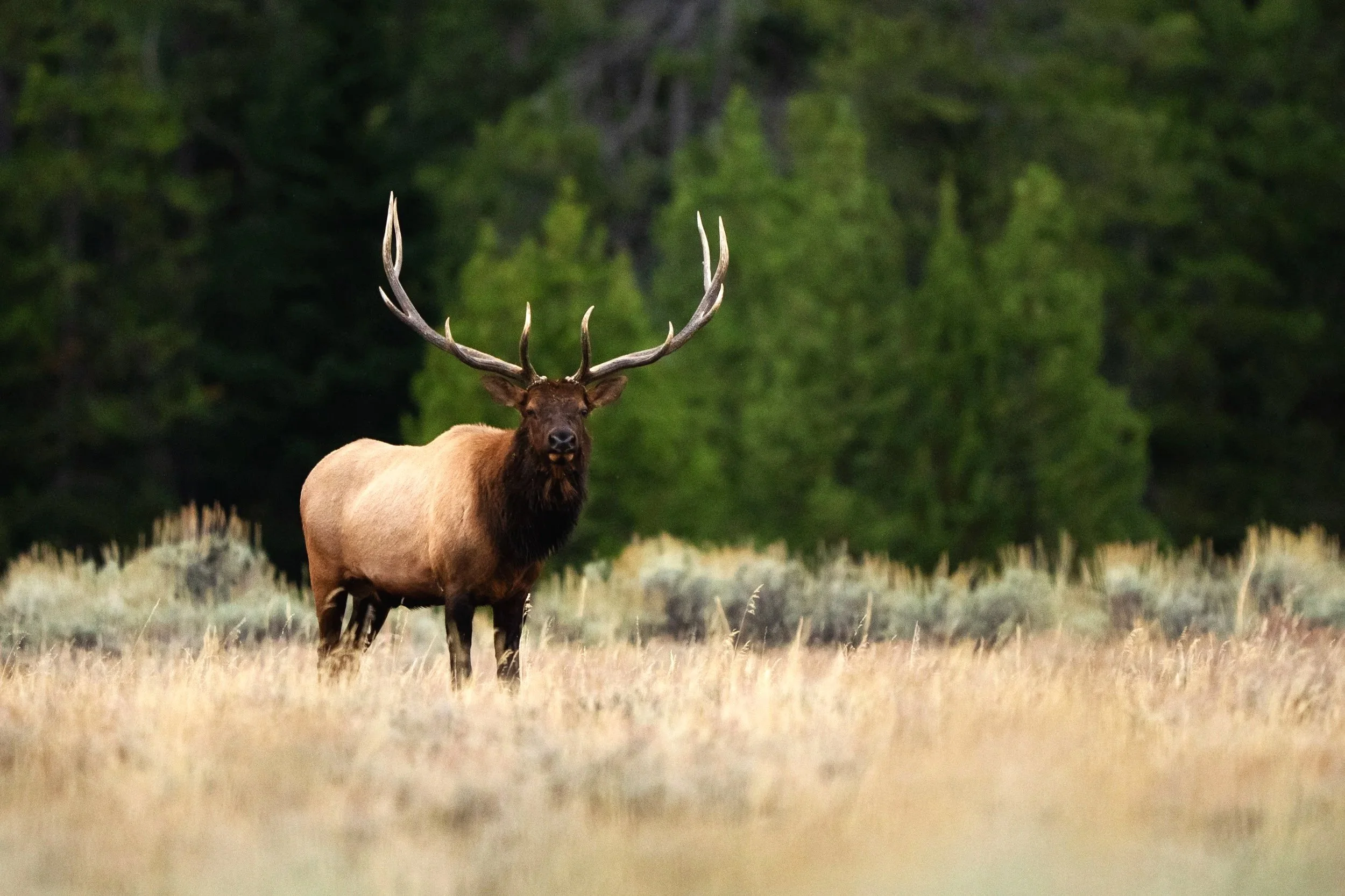 20250916_AS_Yellowstone_7579.jpg