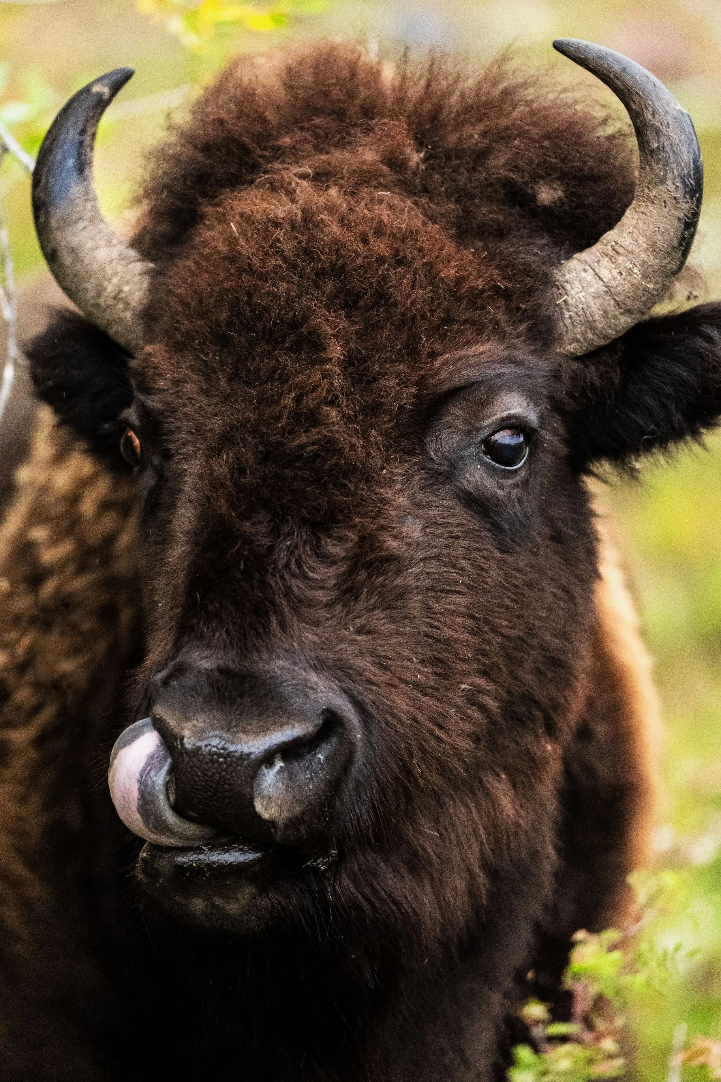 20250914_AS_Yellowstone_2087.jpg