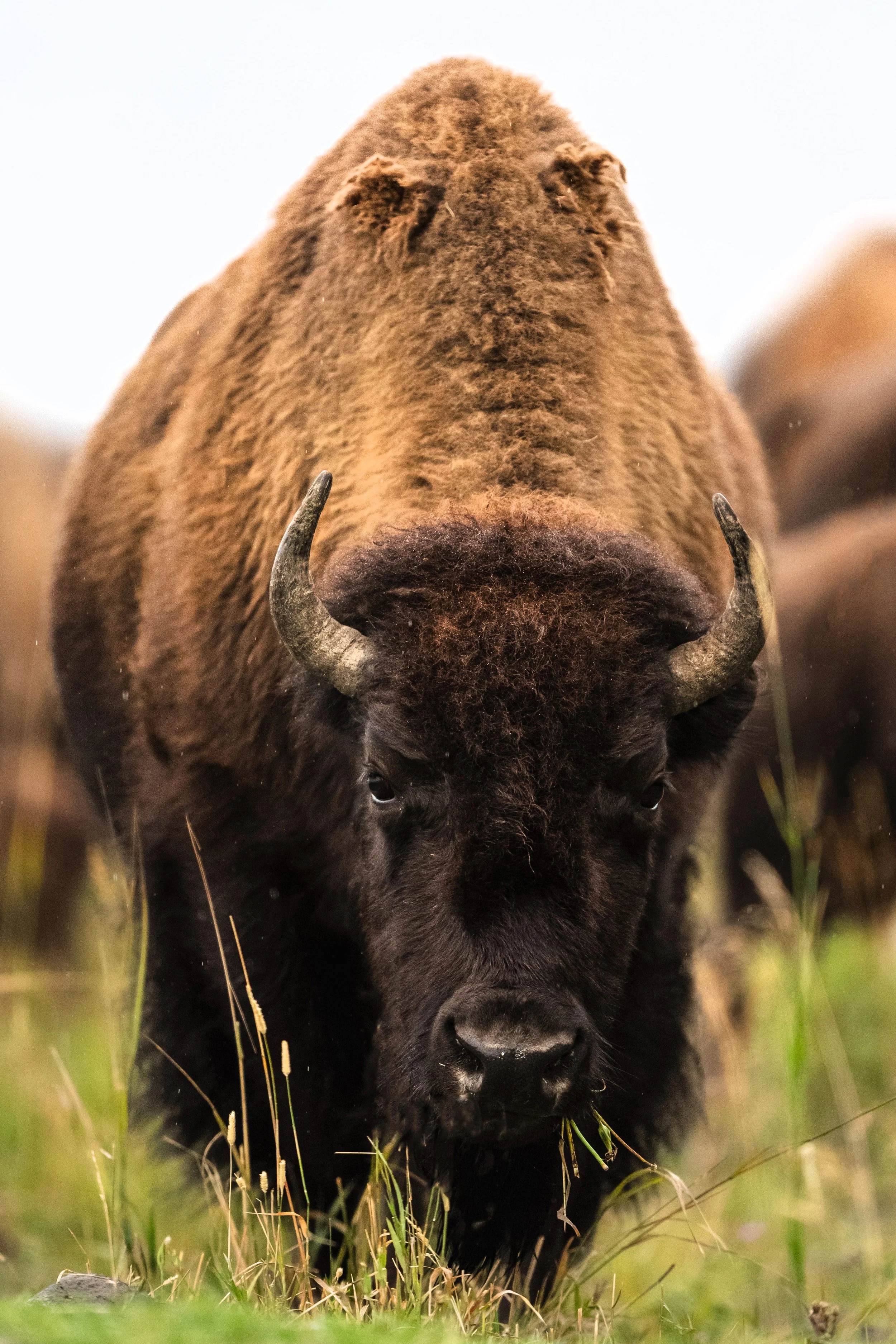 20250914_AS_Yellowstone_2202 copy 2.jpg