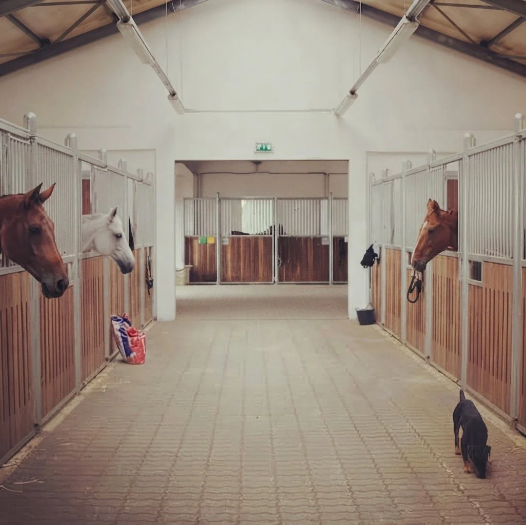American Barn and All-weather Turnout for Prichard Equine Dentistry