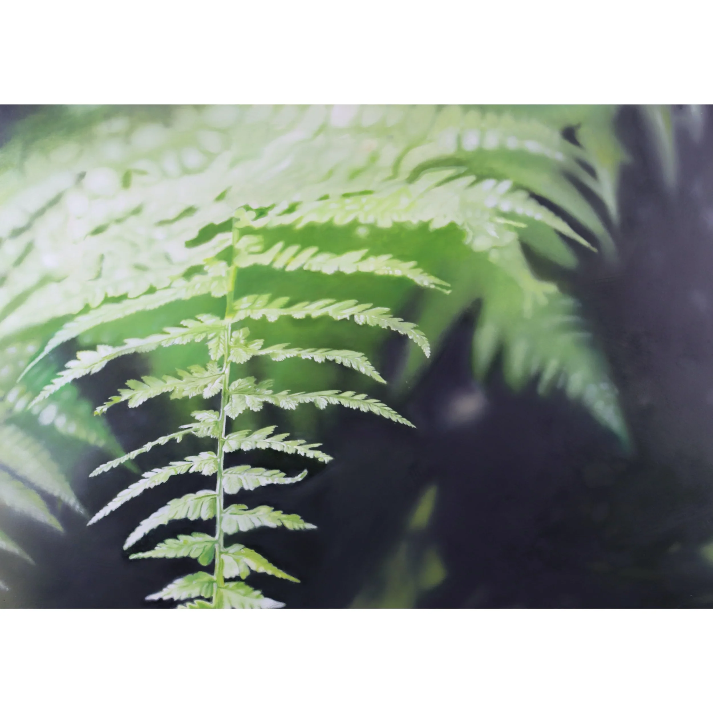 fern-insta-003.jpg