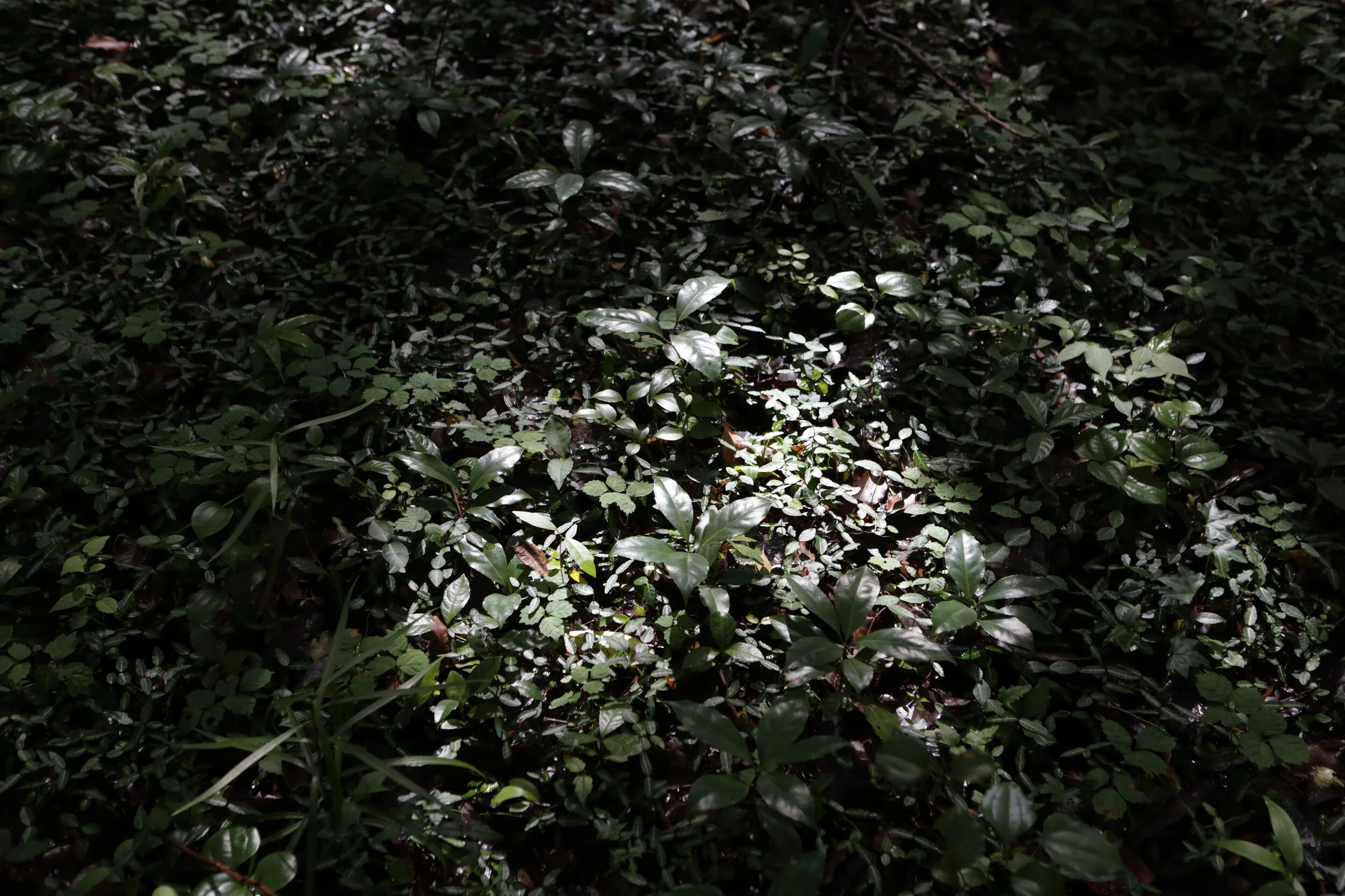 _MG_7725.JPG