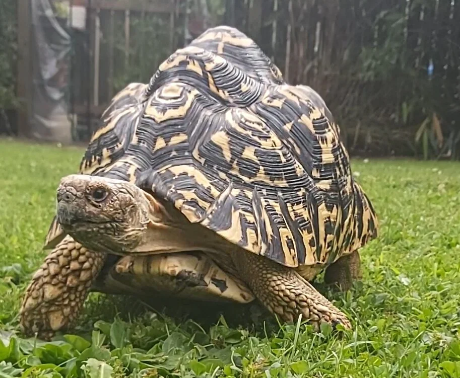 Giant Tortoise travels far!