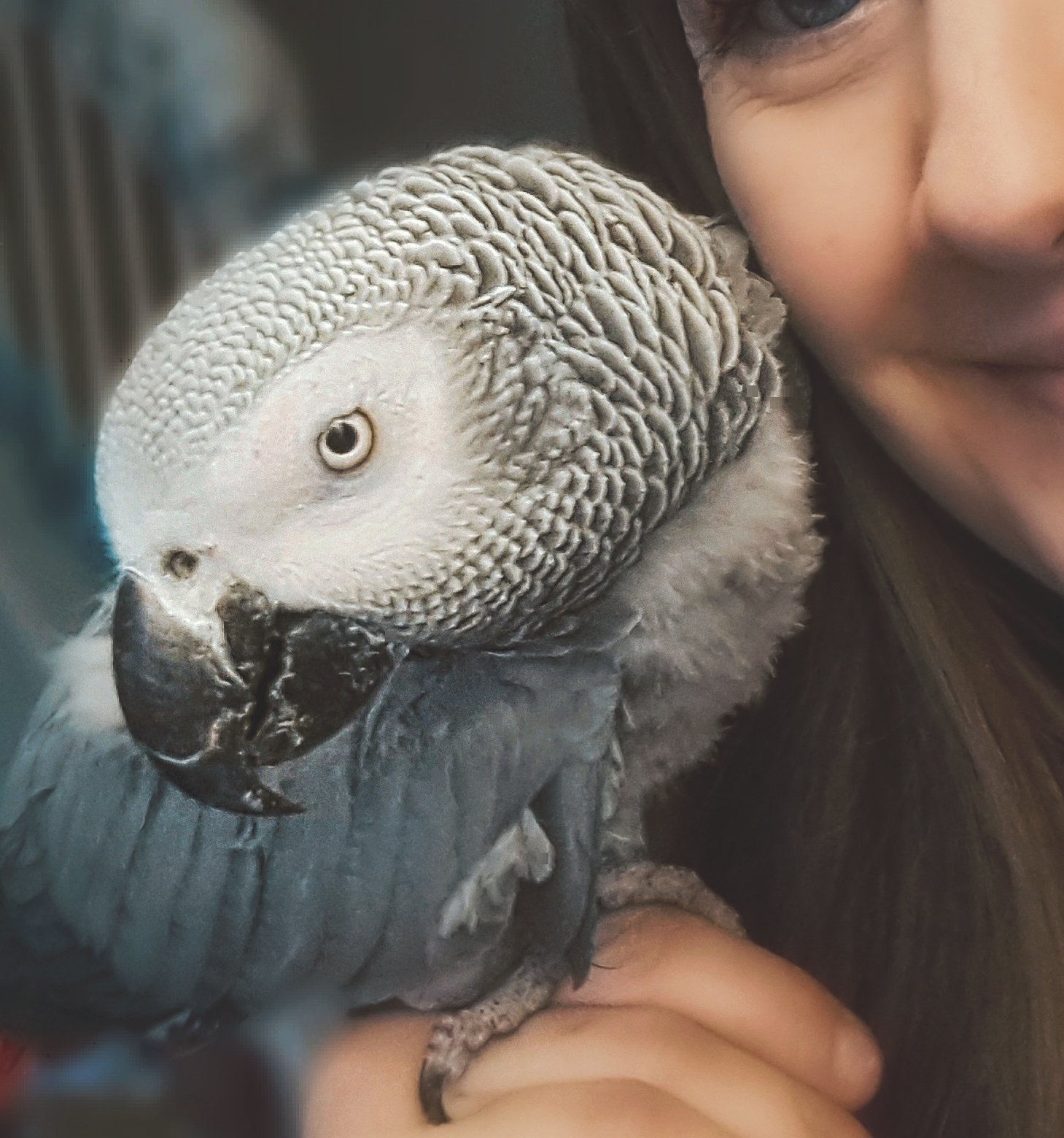 How ‘Smart’ are African Greys?