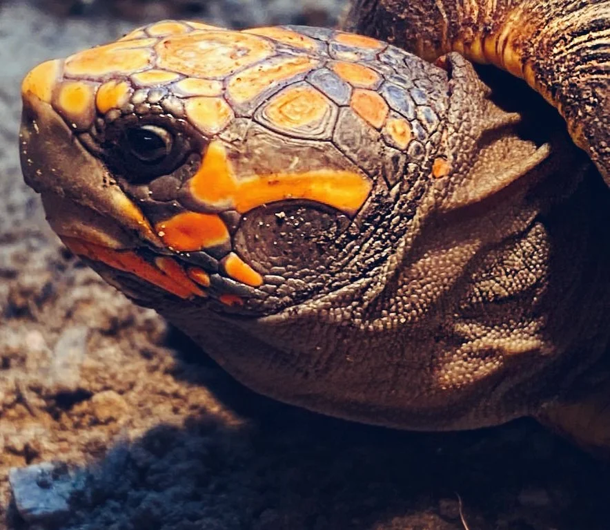A Huge Tortoise Myth