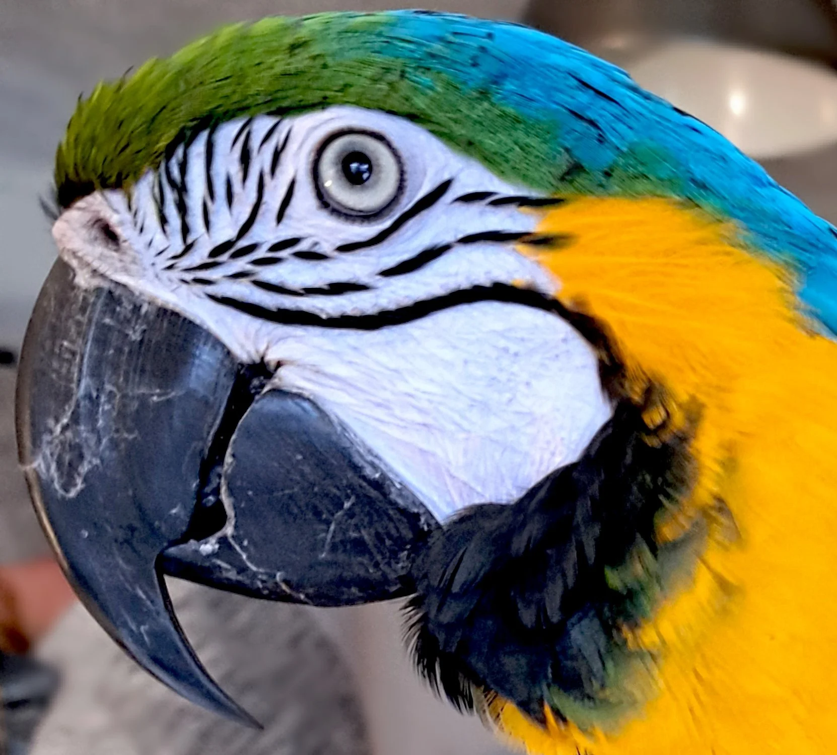 Why Keeping Exotic Pets is so Challenging