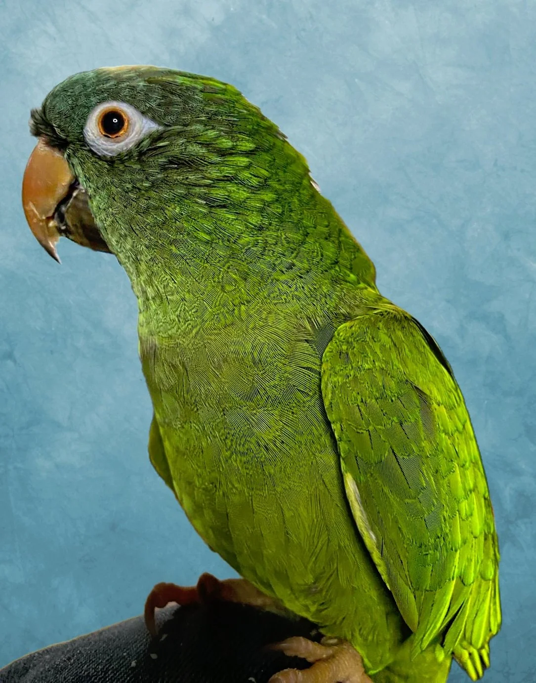 Why the insult “Bird Brain” is so ridiculous.