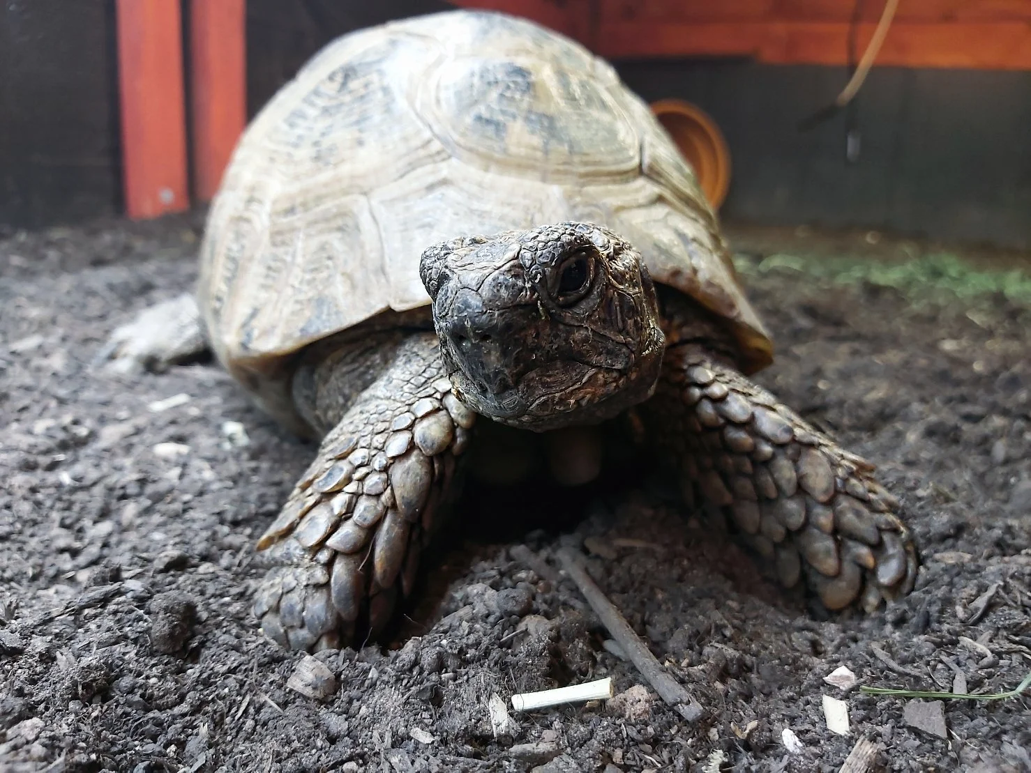 A Tortoise is not an Easy or Beginner Pet