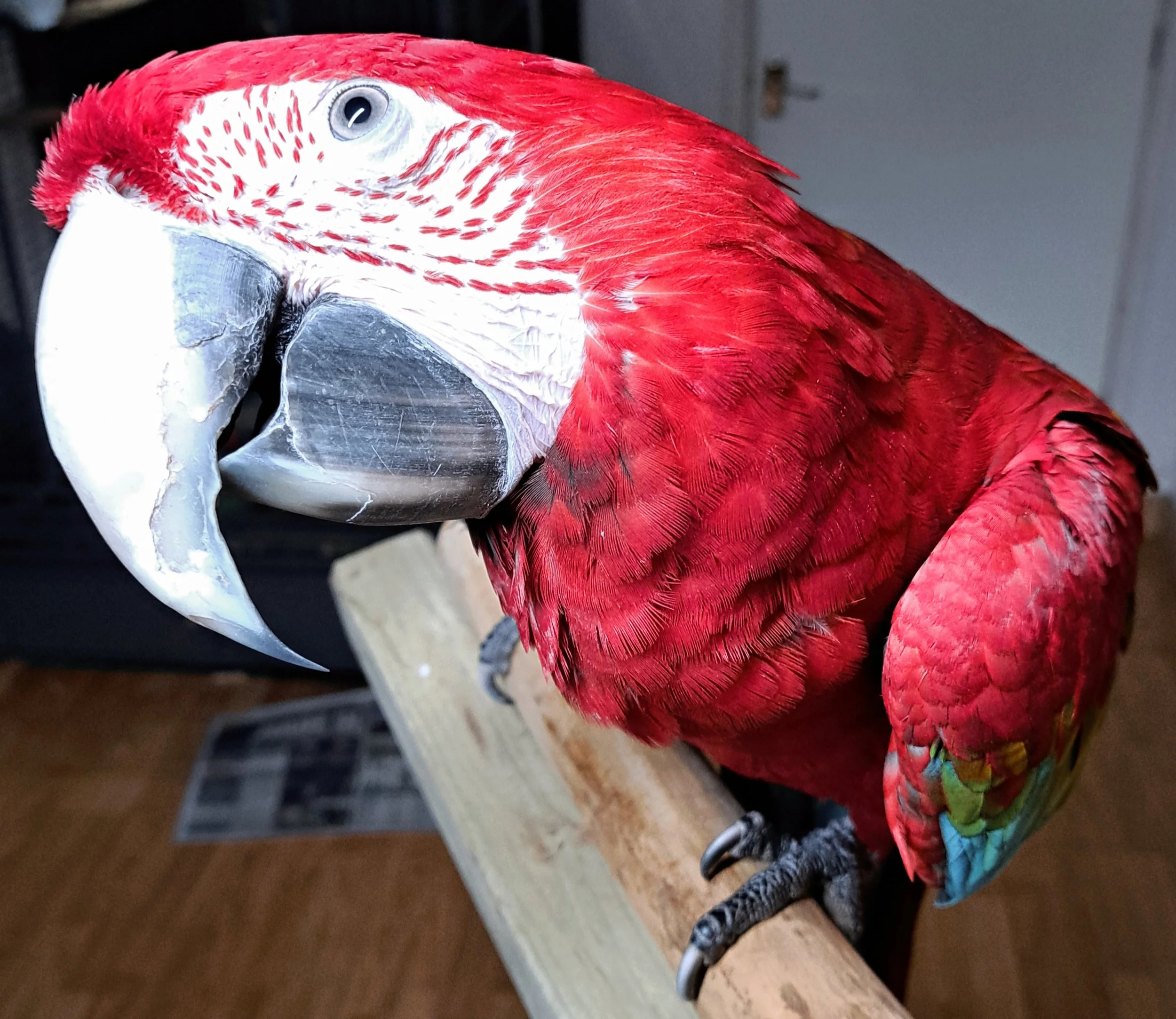 Why do Parrots feather pluck?