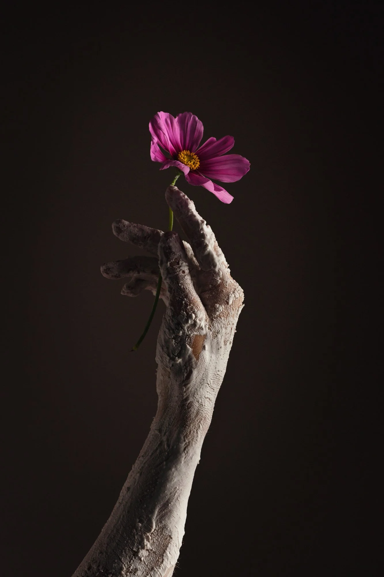 Eine menschliche Hand, die mit einem Staub bedeckten Finger eine lilafarbene Blume hält, vor einem dunklen Hintergrund.