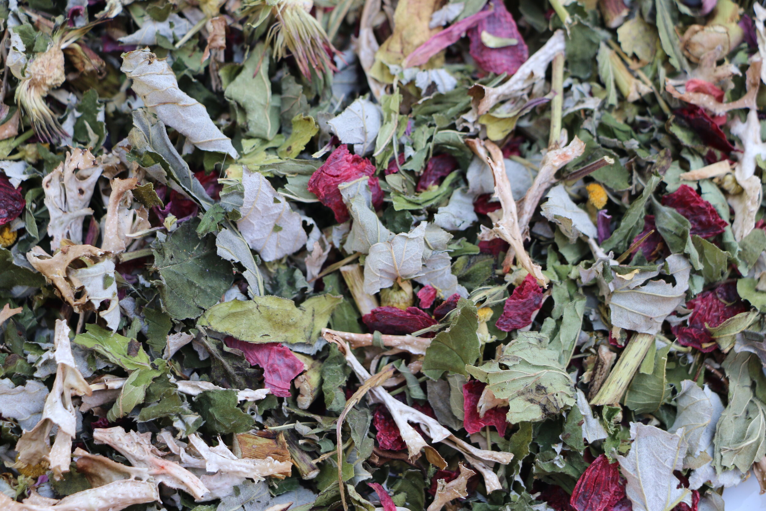 immune tea.JPG