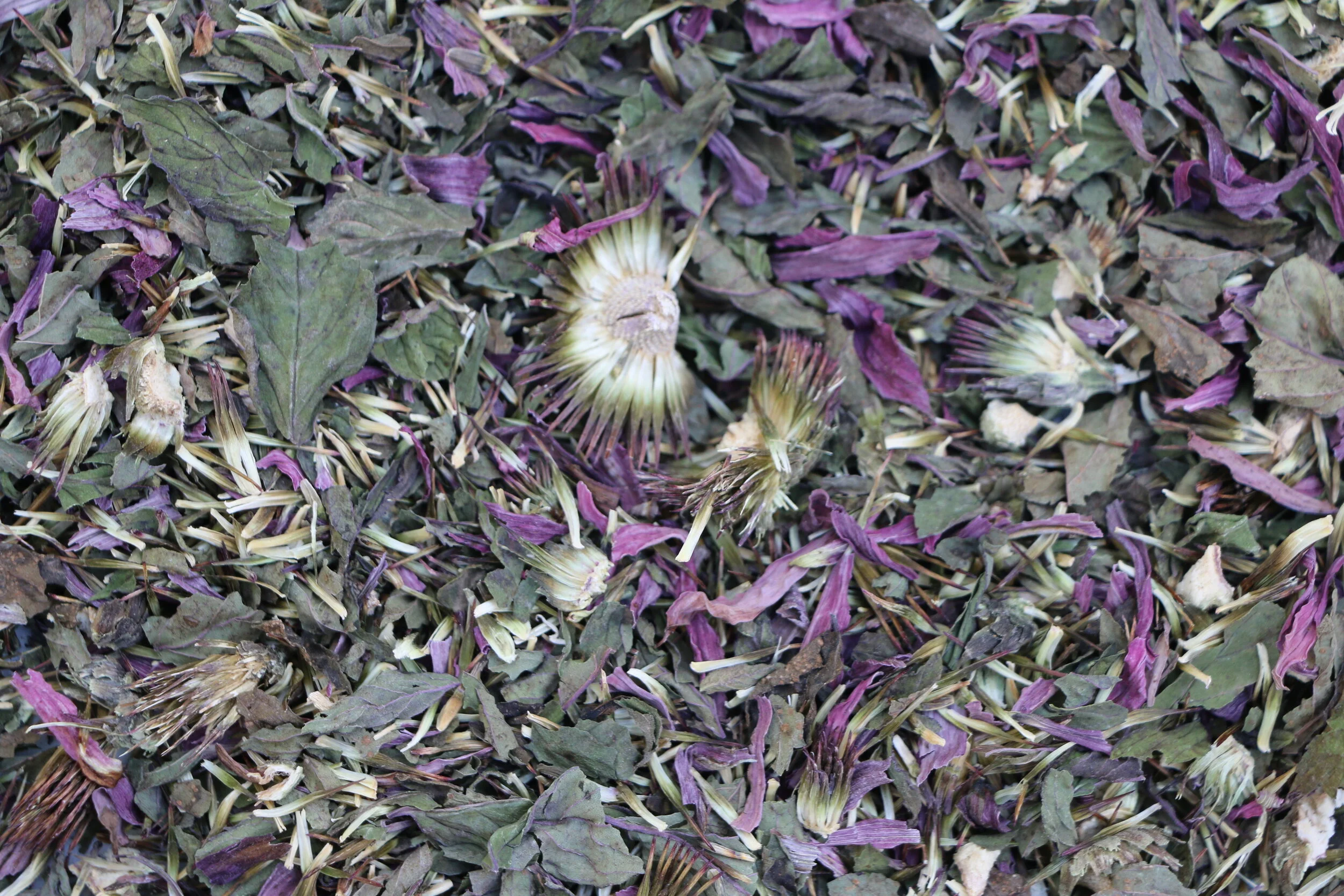 echinacea.JPG
