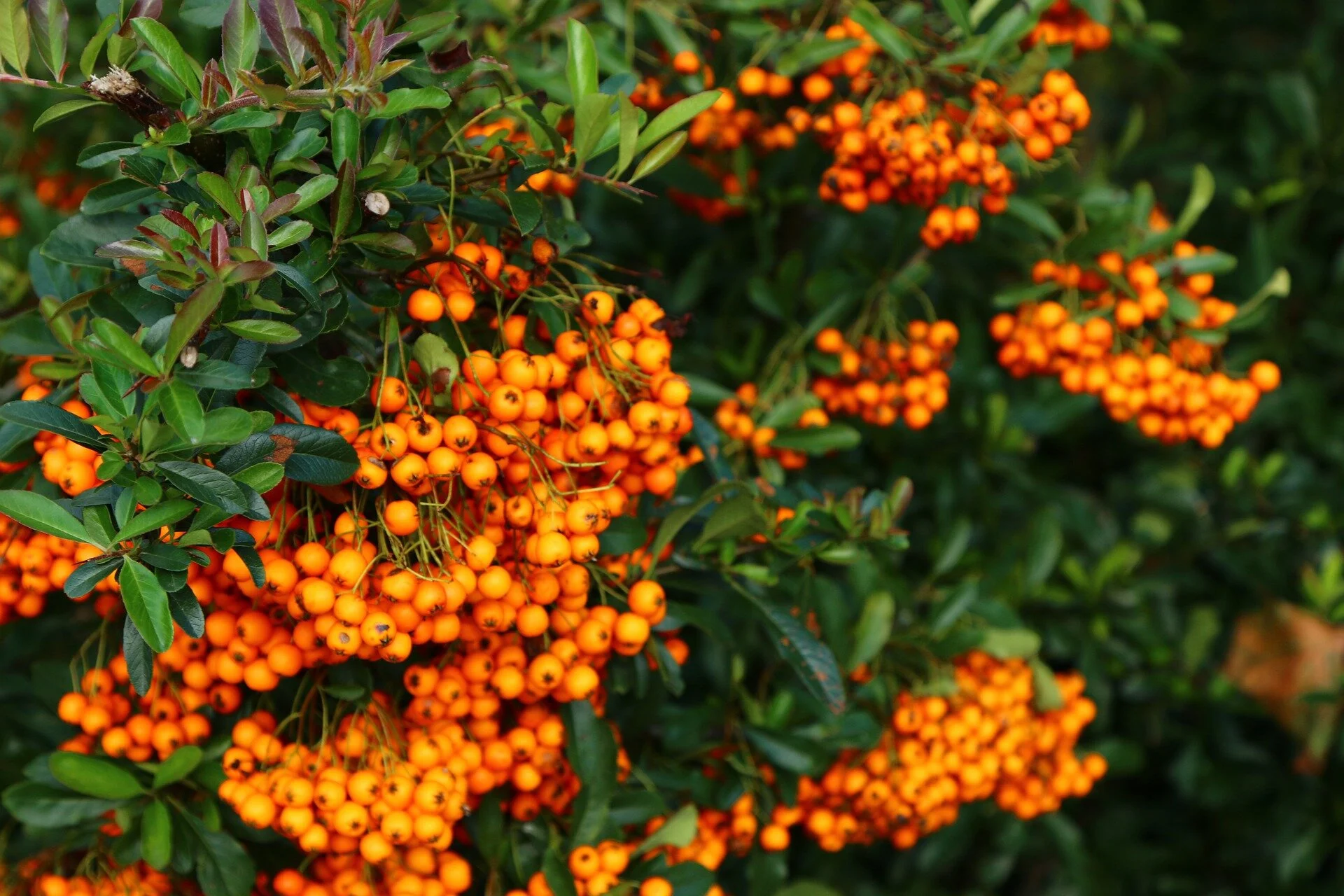nature-4809166_1920.jpg