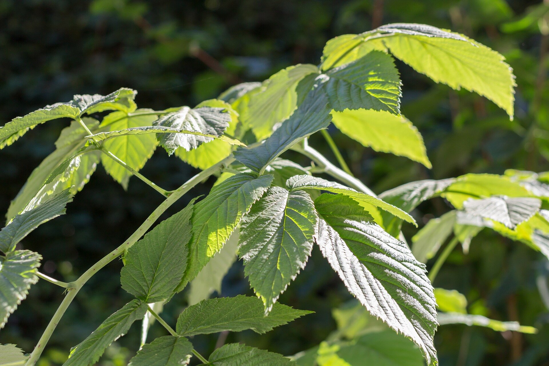 leaves-1575203_1920.jpg