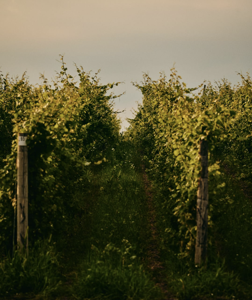 Save the Date: Terroir- Celebrating PEC's unique location, soils, climate and people!