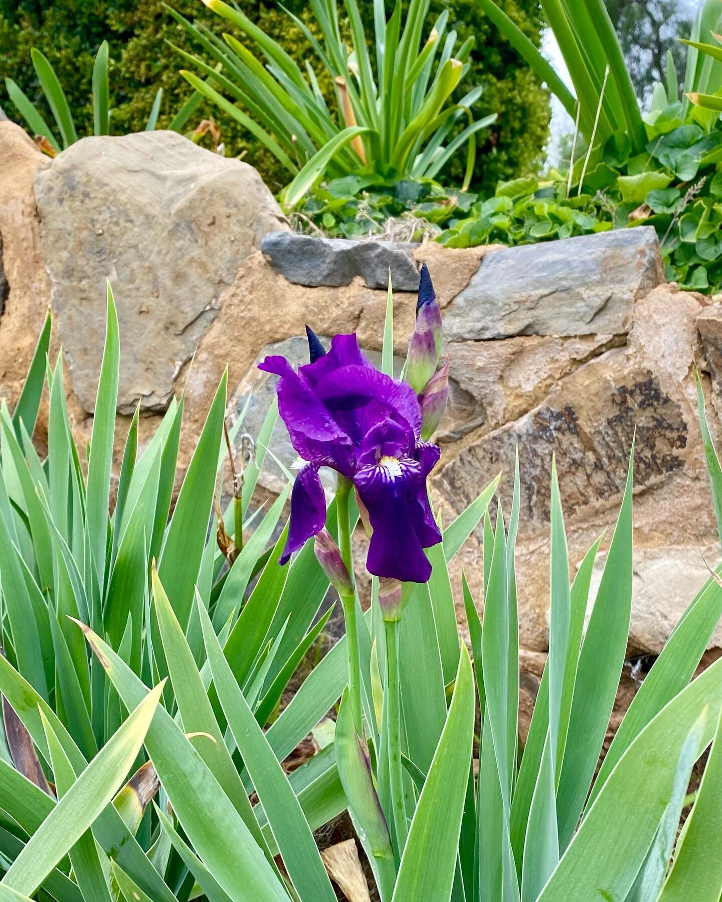 This flag iris is marching to the beat of its own drum&hellip;flowering in April.🫢