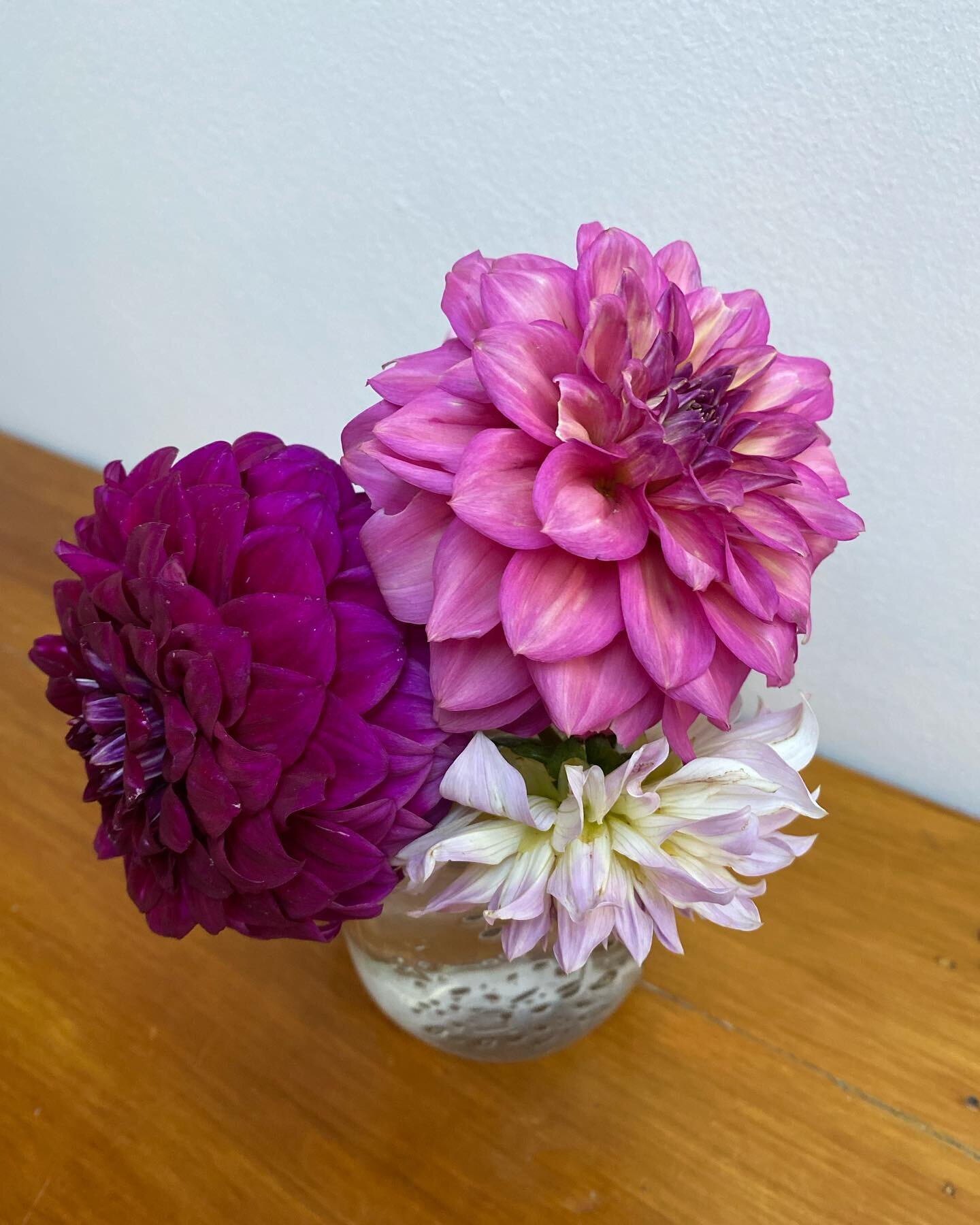 Dahlias from the Oldham House garden 😍