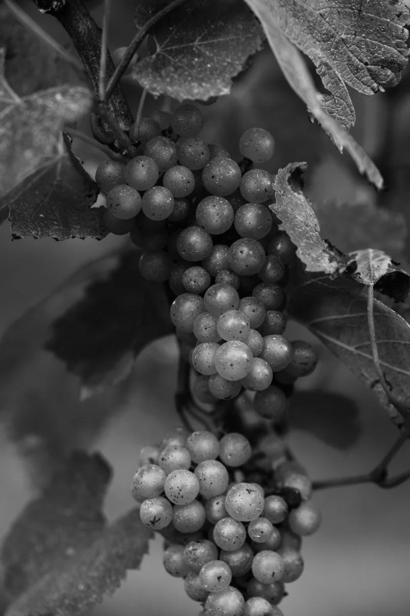 Bruton - Somerset wine research-021.jpg