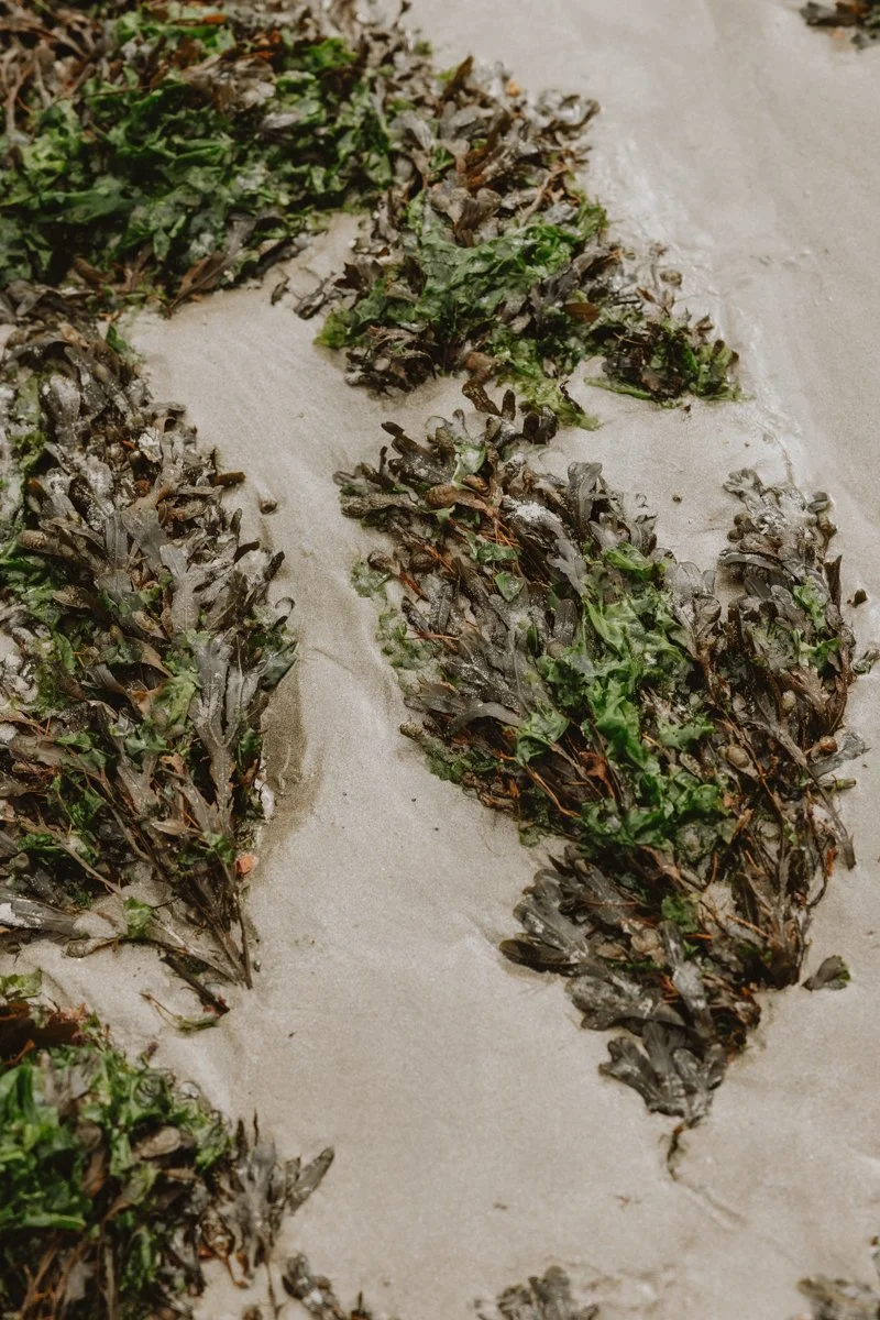 VRAIC - Guernsey-156.jpg