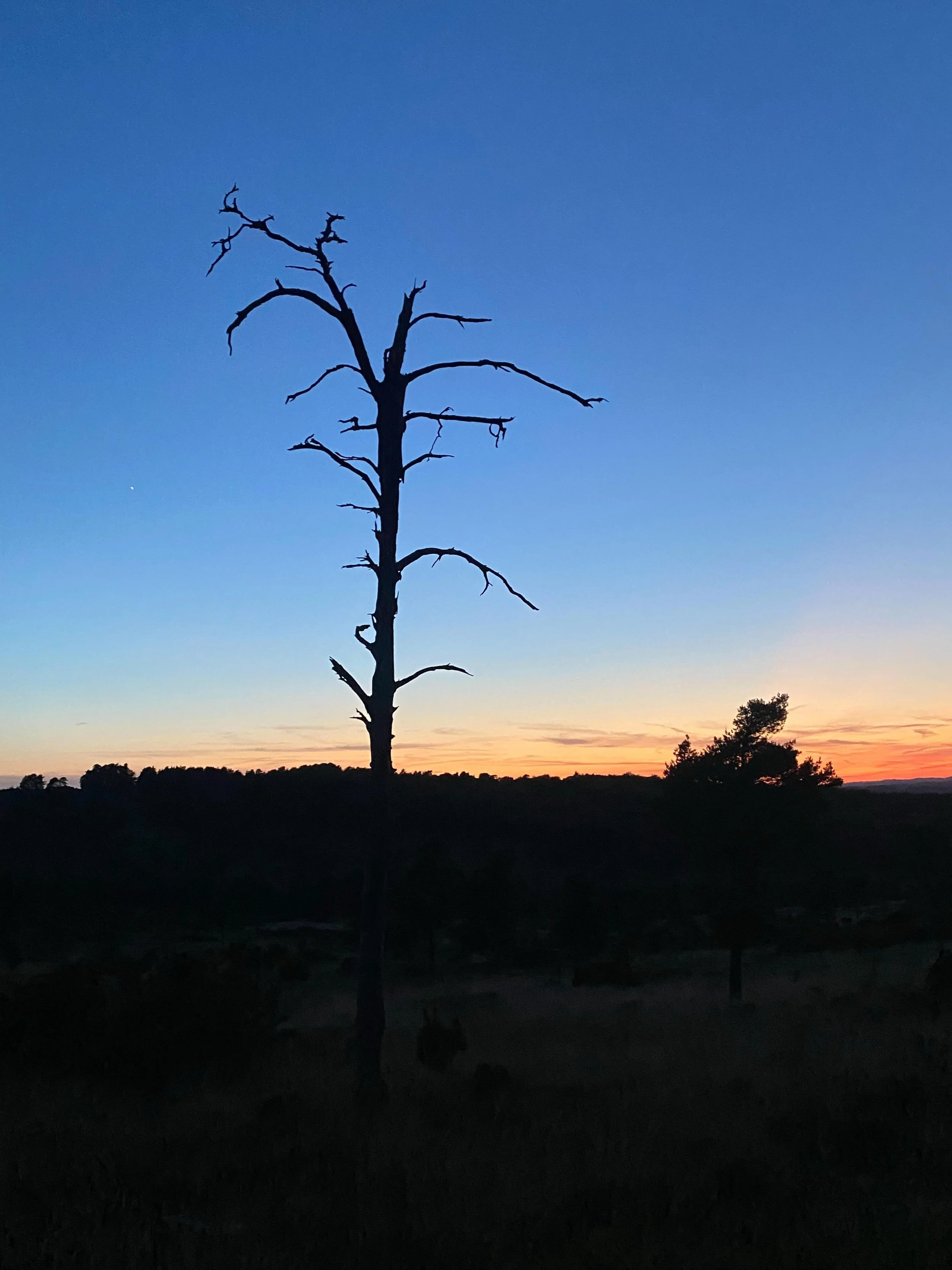 First nightjar ramble of the summer, Ashdown Forest. #nightjar #ashdownforest #sussexwildlife