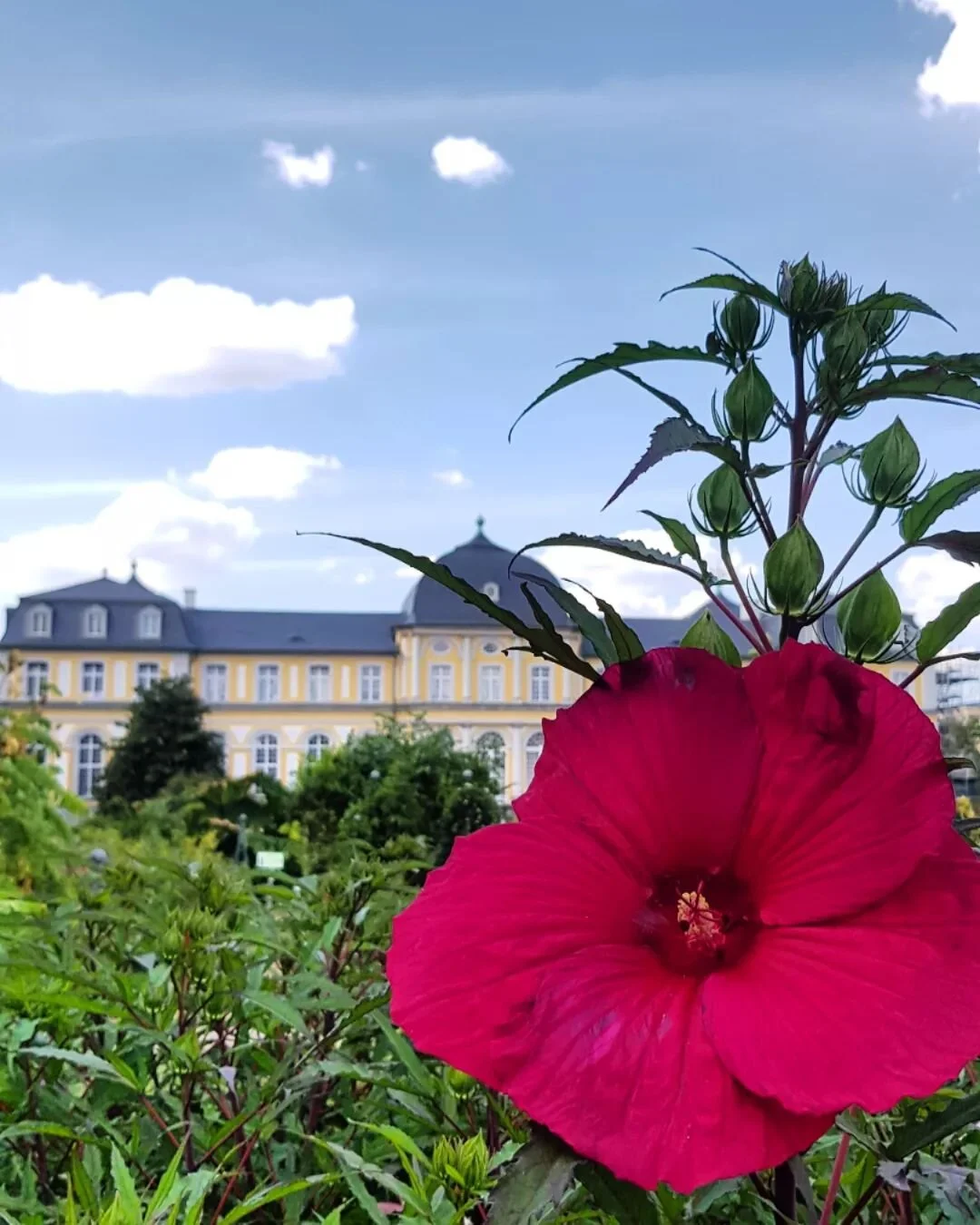 Poppelsdorf Palace 🌺

Finally the facade works are coming to an end!

Built in the 18th century, this baroque palace now houses a mineralogical museum 🗿

In 1818 the Palace and the nearby Park became part of the&nbsp;University of Bonn 🎓

In the s
