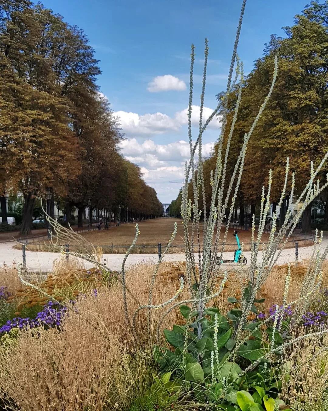 Dry drought 🏜

I have never seen Bonn that dry. 

Who else is waiting for some holy rain 🌧?

#poppelsdorf #poppelsdorferallee #botanischergartenbonn #bonnisdry #botanicalgarden #bonn #greenhouse #glasshouse #hibiscus #junglelife #universit&auml;tbo
