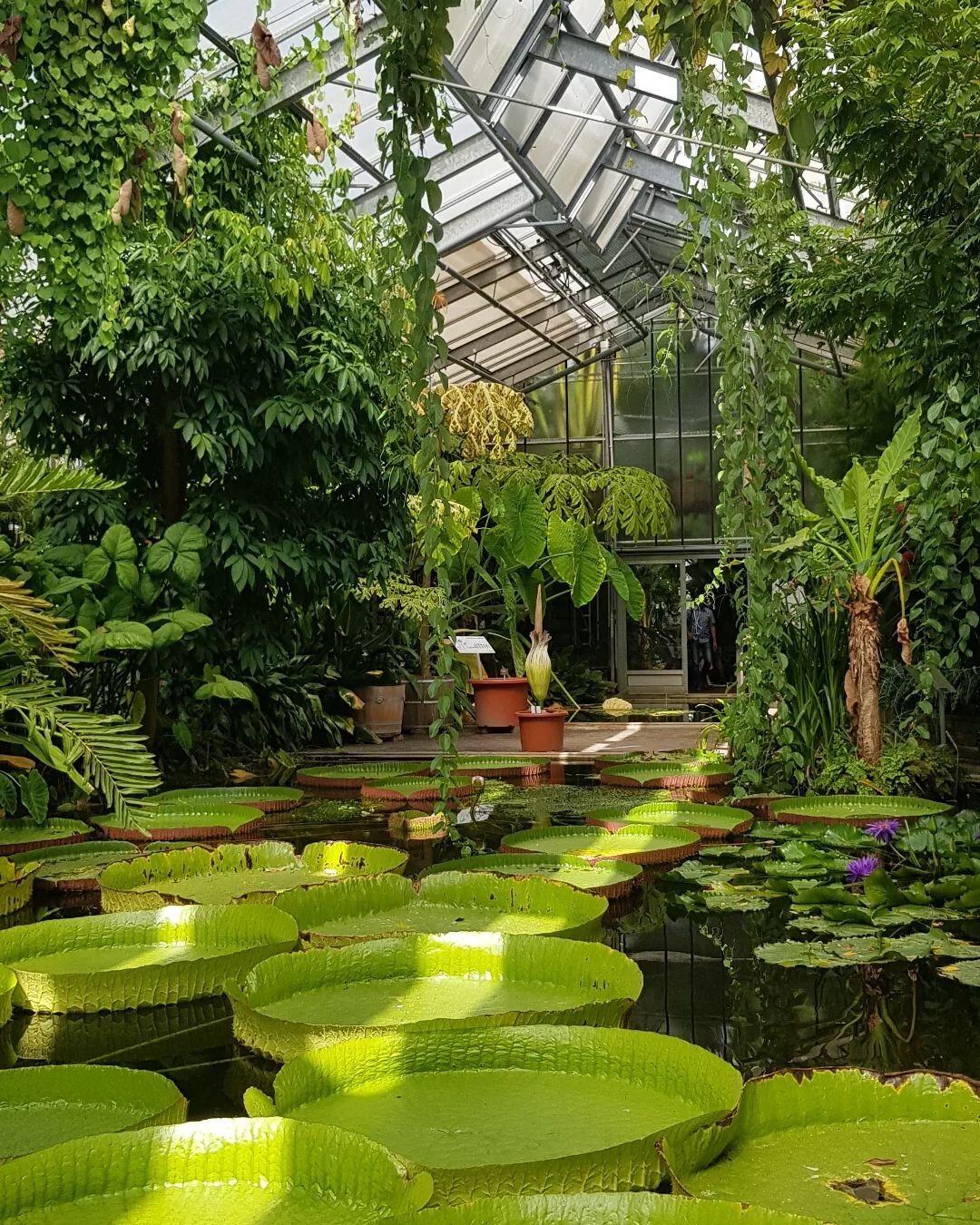 Botanica 💚

Right now you can admire the Titan Arum in the botanical garden, one of the biggest flower in the world 🌿🌏

This impressive flower was discovered in Sumatra in 1878💮 and can reach 3 meters high! 

Nowhere in Germany - probably even wo