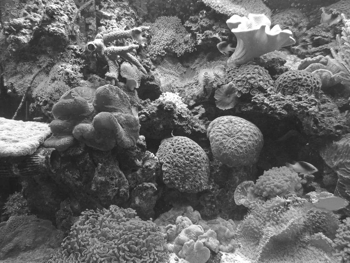 Coral One .jpg