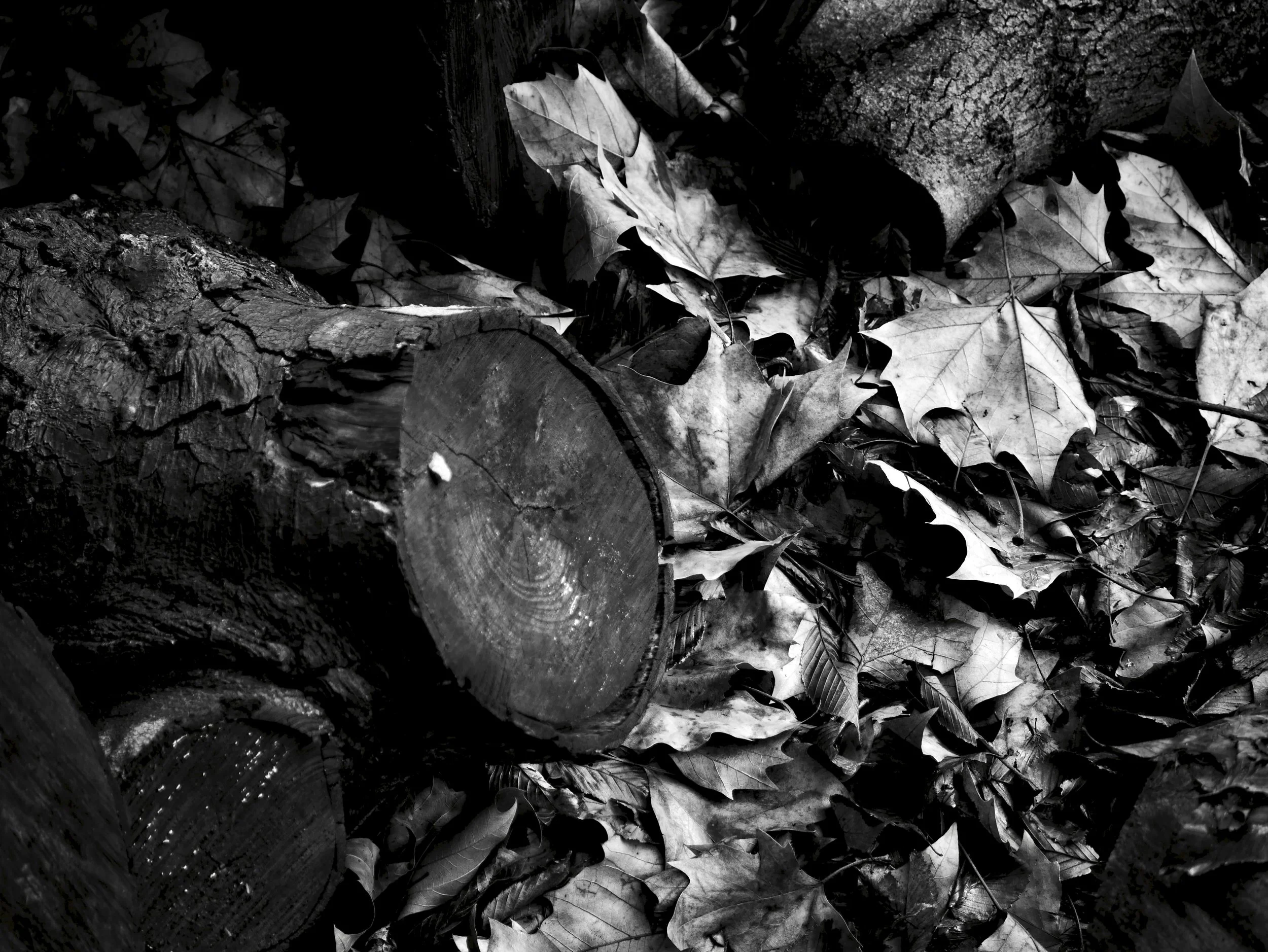 P1010962.jpg
