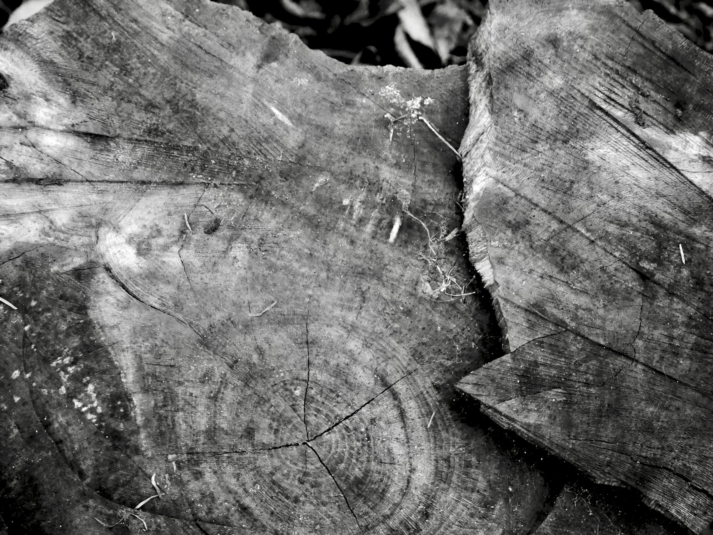 P1010416.jpg