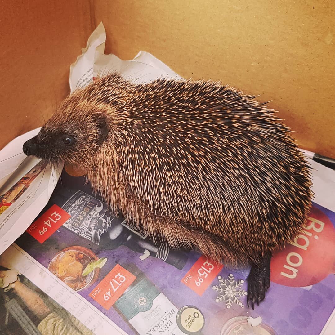 Good Deed of the Day - Rescuing Injured Mr Hedgehog! 🦔💕 #hedgehog #animal #cute #life #animalsofinstagram #safe #rescue #winter #garden