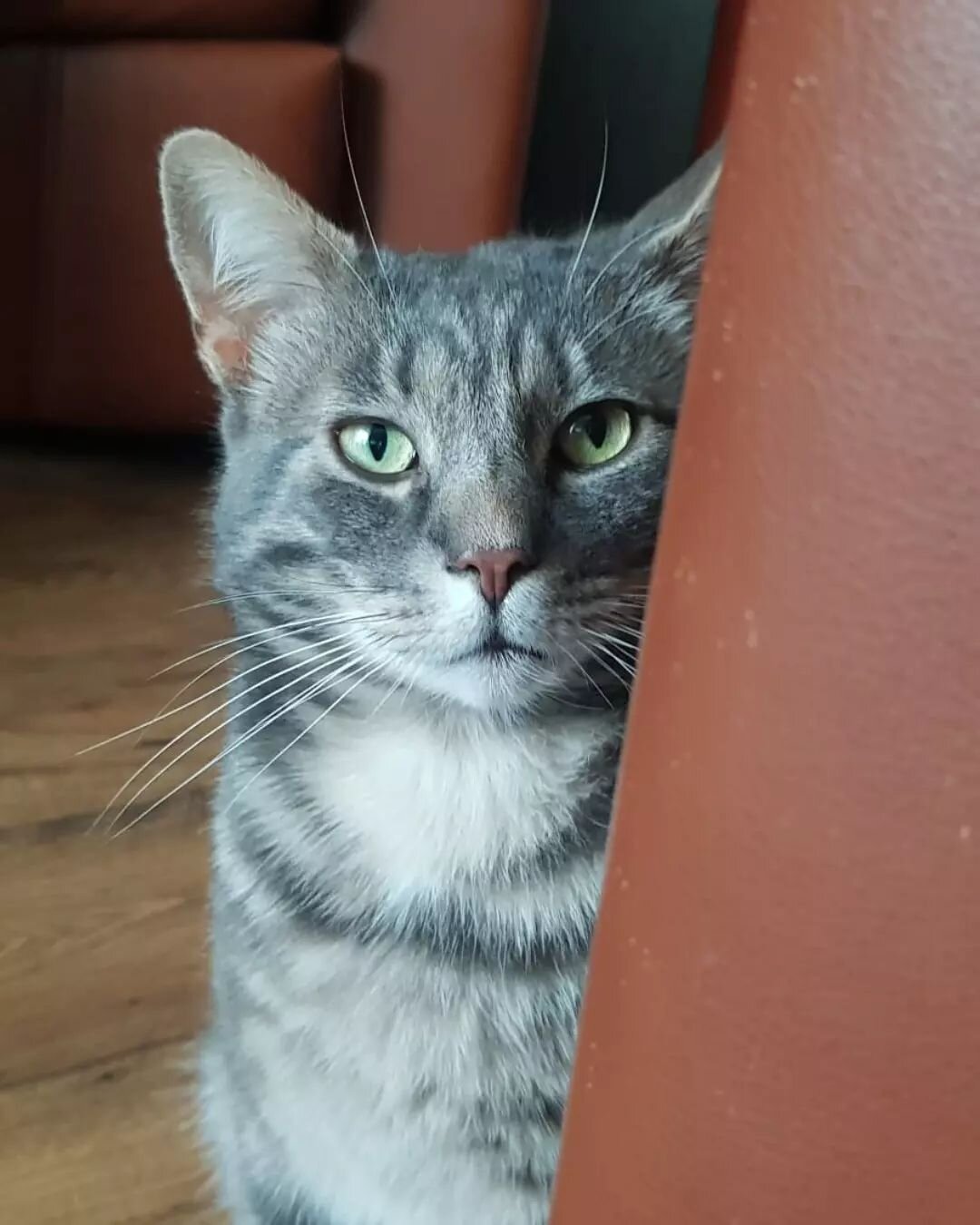 Elis 🐈 ❤ The latest member to the Campbell Family! 
Swipe for cutness overload! 😻 #cats #catsofinstagram #animals #kitten #cute #cat #meow #tabby #silver #love #welsh #wales #uk #family