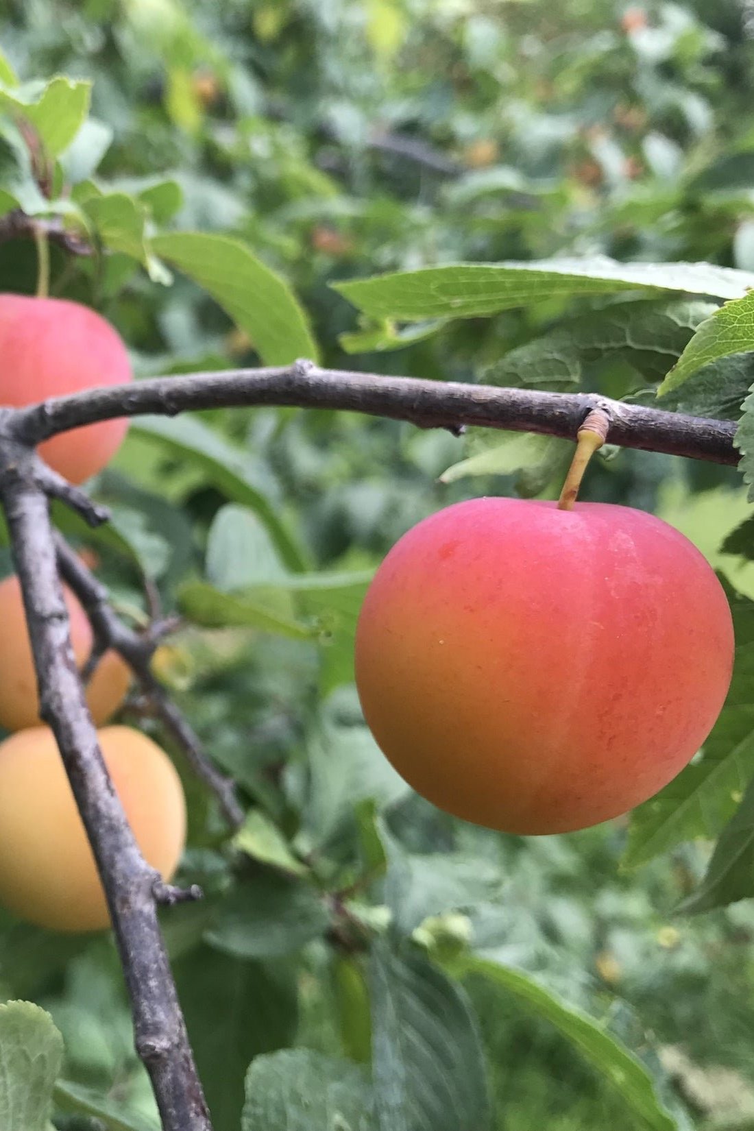 plum_lacrescent_on-tree_1ae244c9-b4ee-4fb9-bd8b-cc38a0e4dc85_2200x.jpg