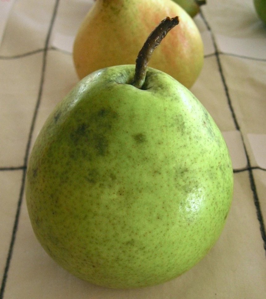 Pear, Nova