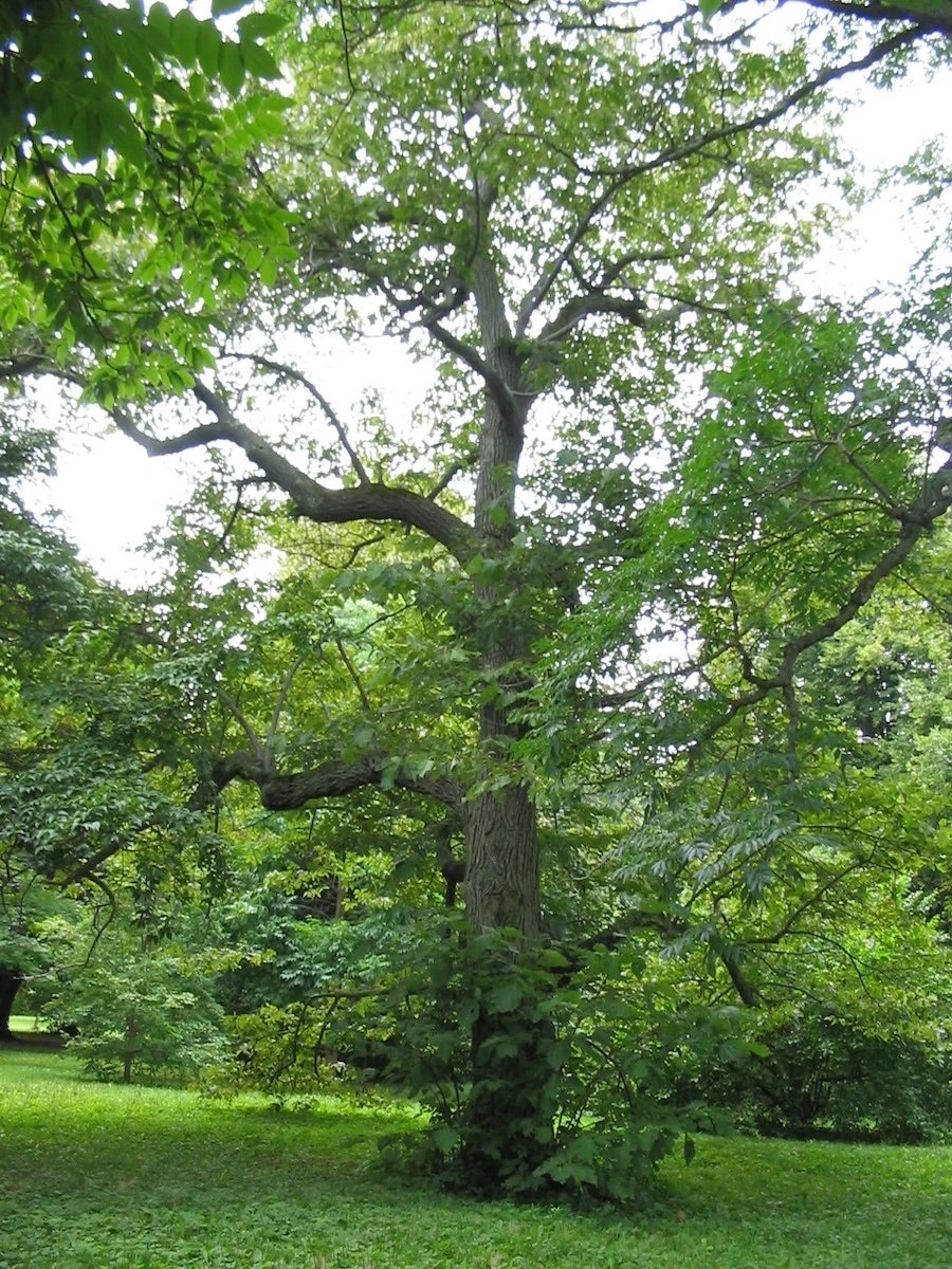 American Linden