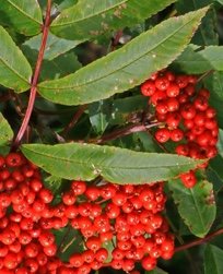 American Mountain Ash
