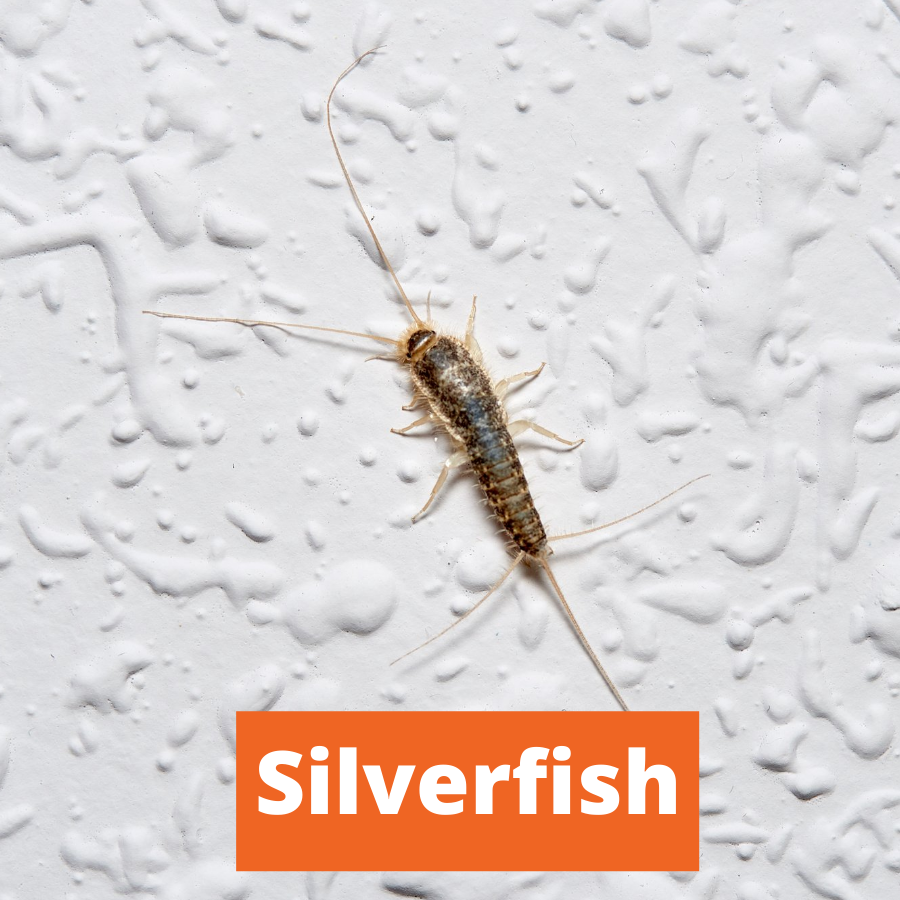 Silverfish-4.png