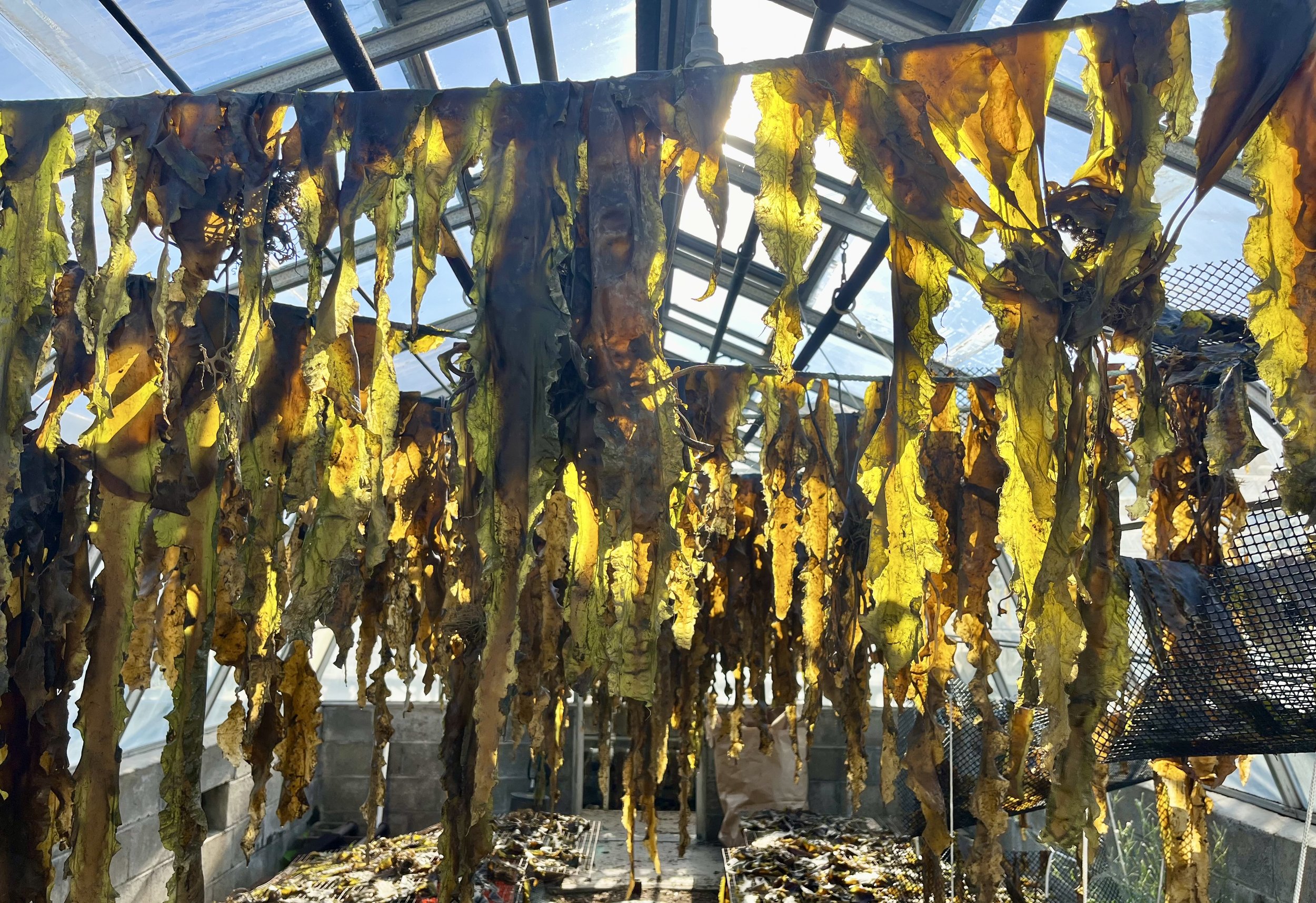 Dried Kelp in Greenhouse.jpg