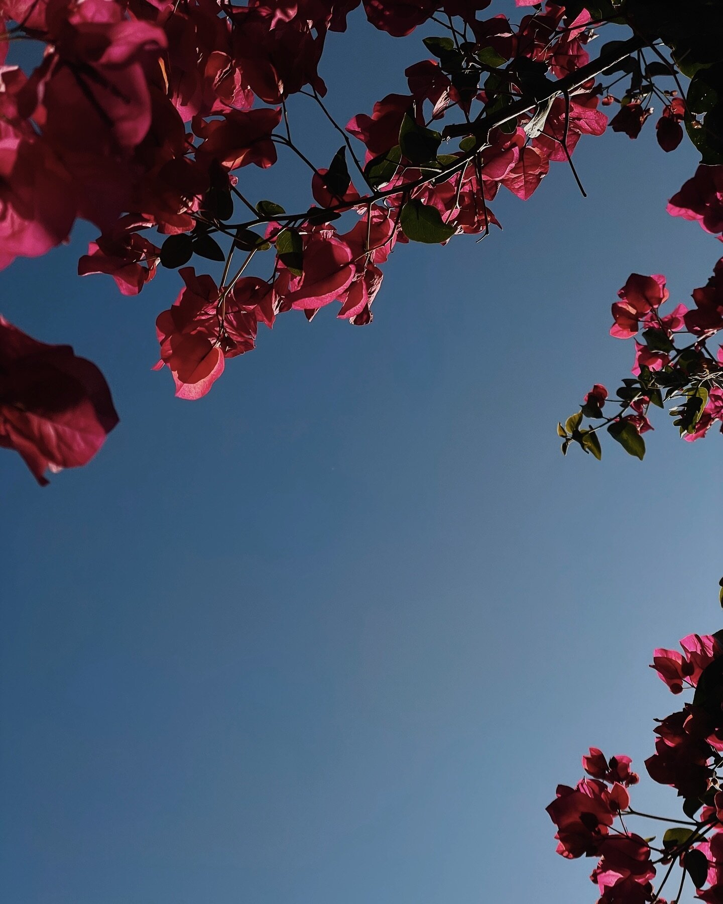 My backyard is looking pink af 
.
.
.
.
.
#desertlife #palmspringslife #coachella #californialove #spring #designlife #photography