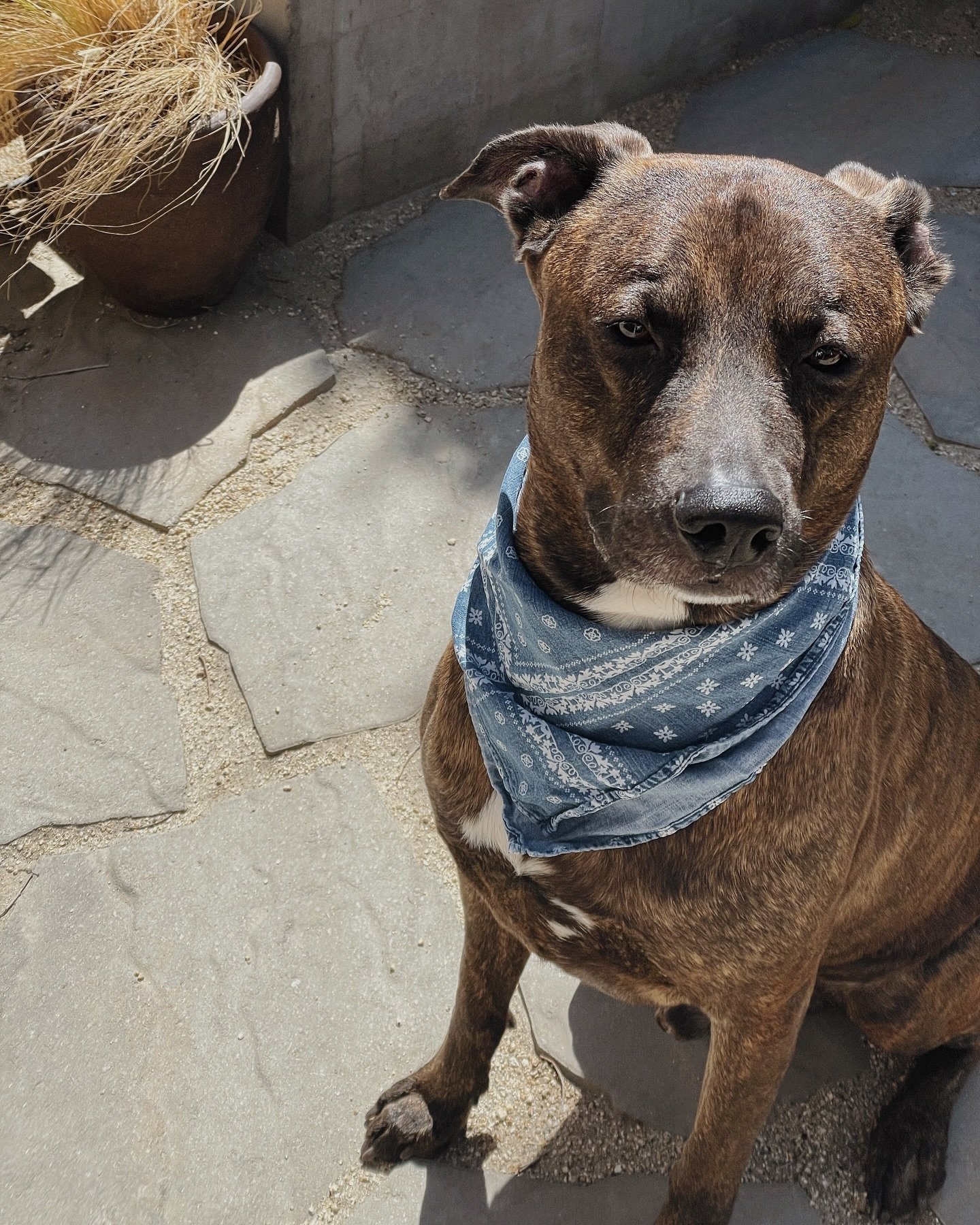 He&rsquo;s pretty upset about not being able to get his line dance on @stagecoach to @morganwallen &amp; @postmalone 🤠🐶🪩❤️&zwj;🔥
.
.
.
.
.
#denimstyle #stagecoach #dogsofinstagram #doglife #postmalone #morganwallen #diplo #palmsprings #coachella