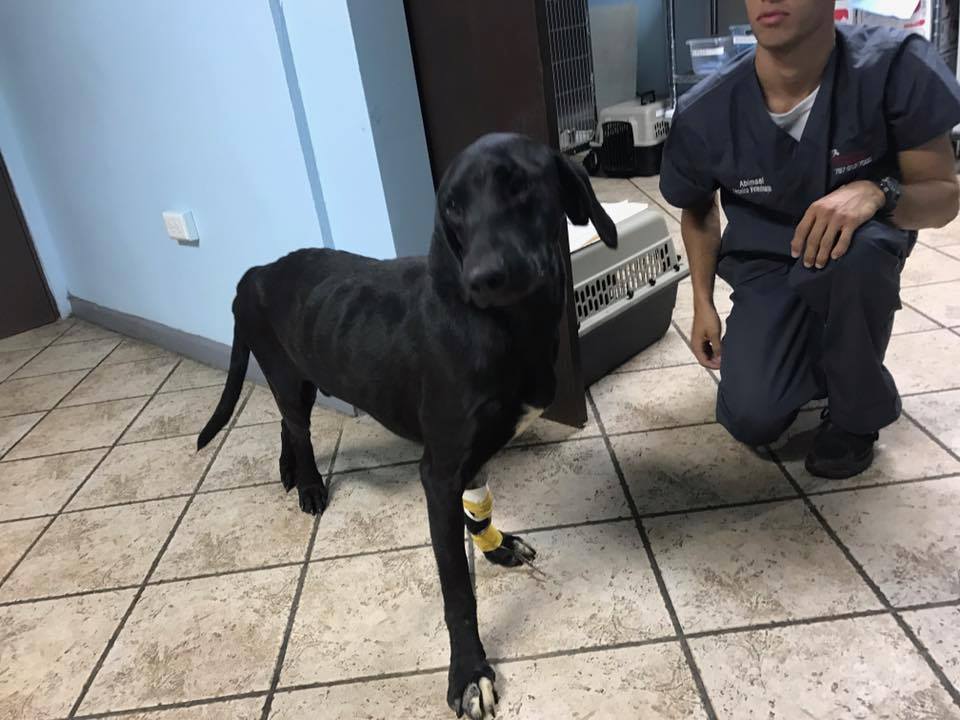 Xrays revealed a broken hip, but Cassius is eager to be on his feet.