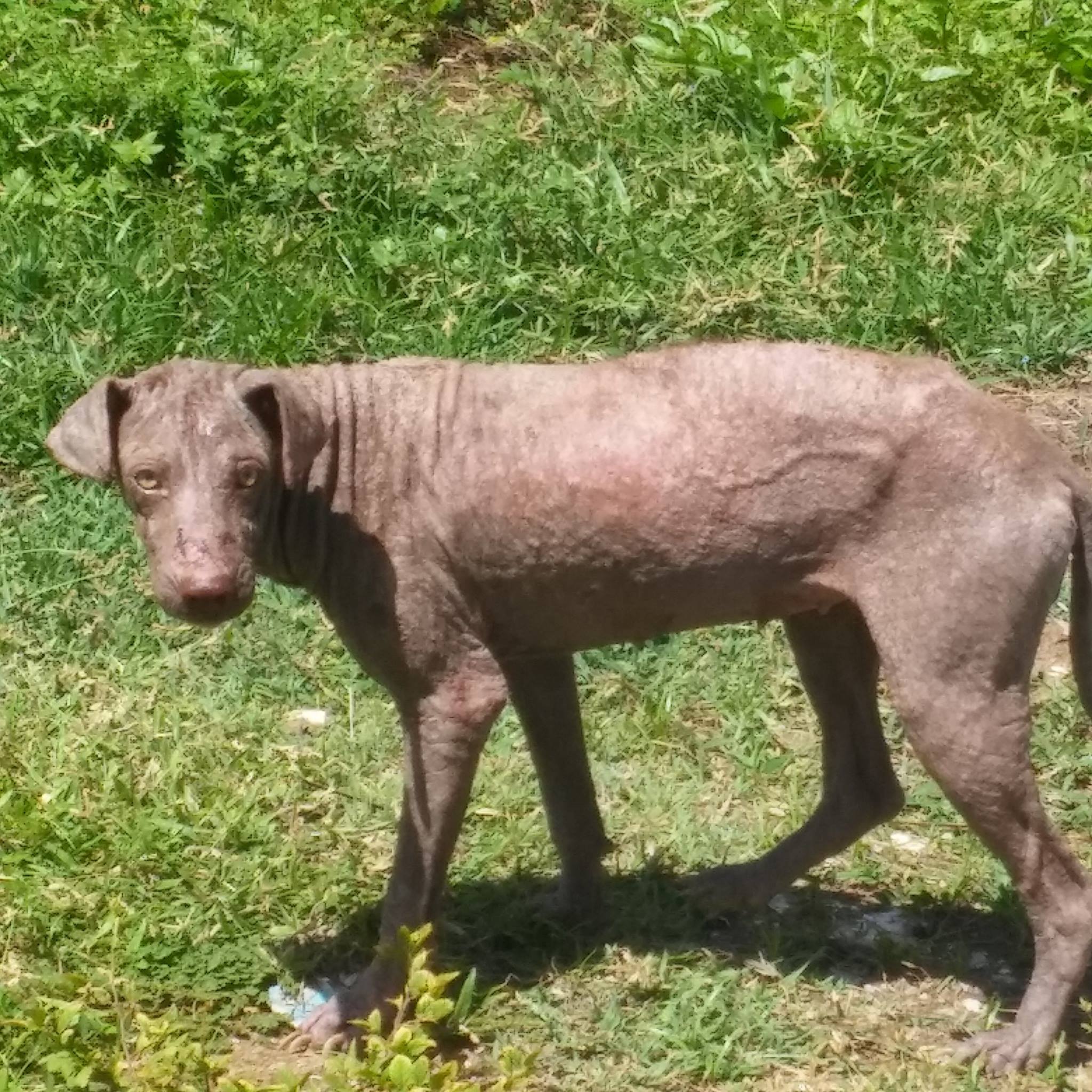 Phoenix was too scared to let us near when she first appeared on the beach in July