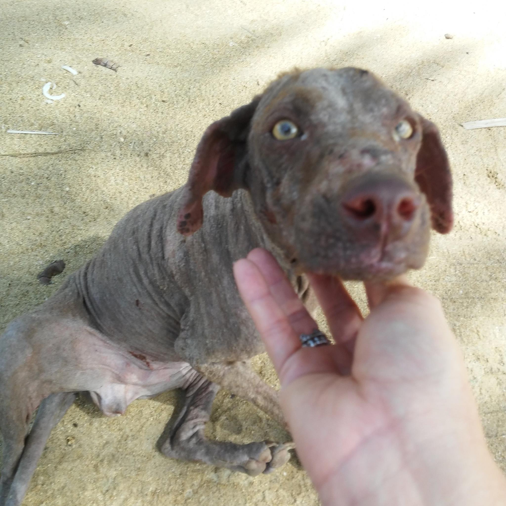 After four days of feeding her twice a day, Ivette was able to touch her.