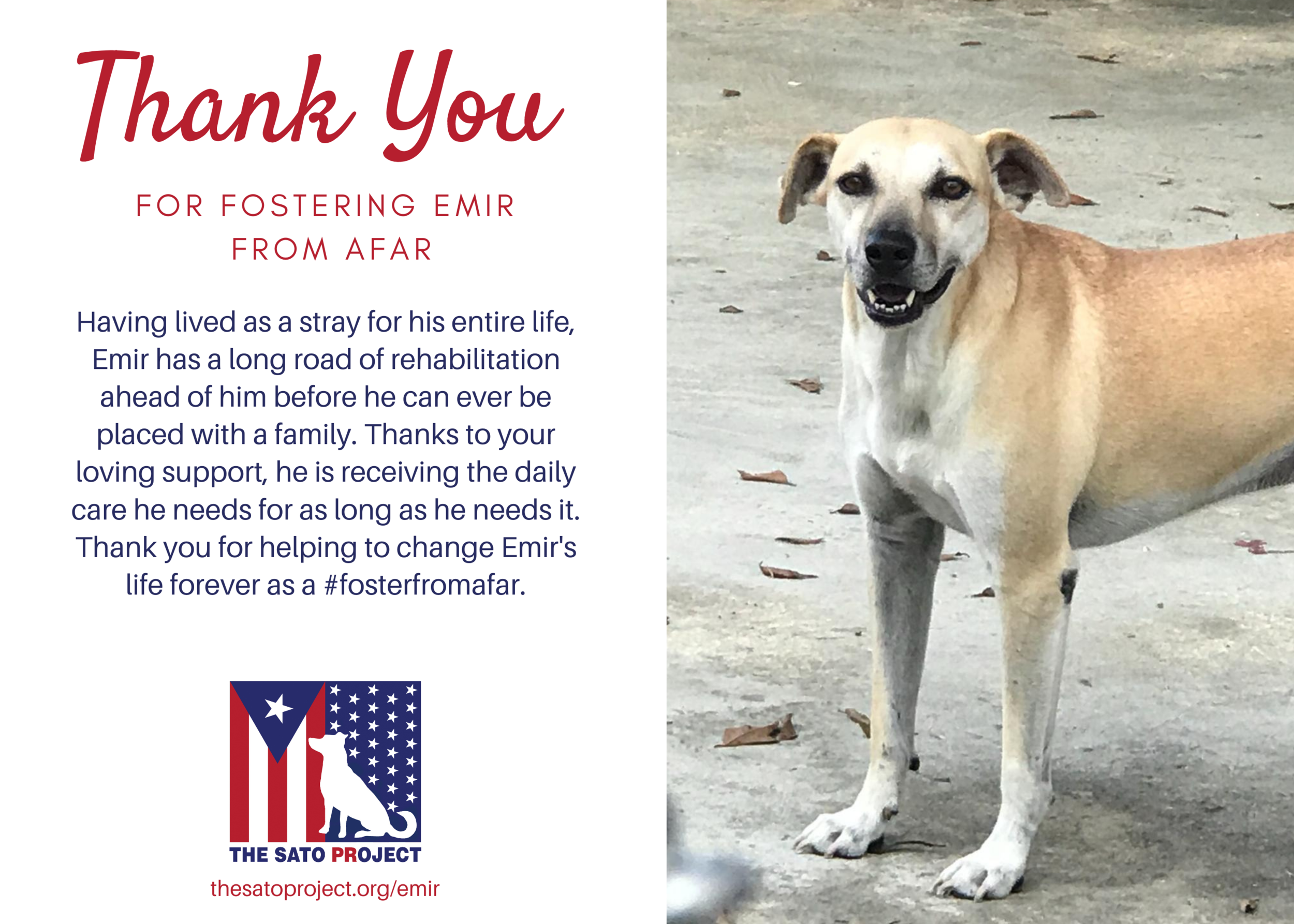 You'll receive this digital postcard to save or print to think of your foster dog every day. 