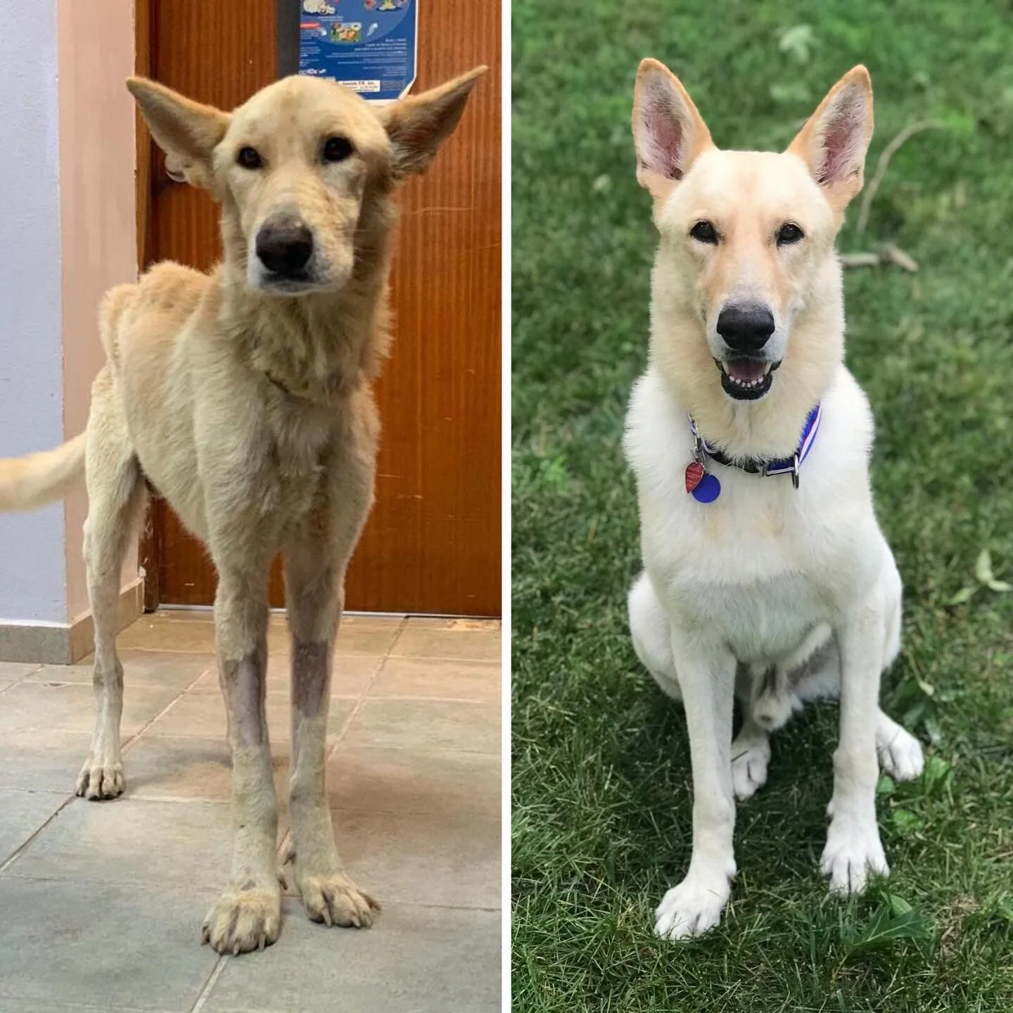 And now for one more #MissionPossible11oneyearlater update. We can&rsquo;t forget about our #satosuperstar Champ! As you might remember, @champ_the_sato was found in the streets in such dreadful condition that our team wasn&rsquo;t sure he would even make it through the night. However, with all of your support, this fighter made a full recovery and triumphantly flew to his new family last year.&nbsp;

Since taking his Freedom Flight, Champ has been living the good life in New Jersey and even recently became a big brother. One year in, Champ&rsquo;s mom tells us:

&ldquo;Champ has truly become a member of our family. We decided to adopt him after losing our first baby in the second trimester of our pregnancy in April 2020. Since that time, we got pregnant again and brought our son, Brian David, into the world, in March 2021. So, it's very much come full circle with Champ. He healed us during the most painful time of our life and has now been there through our most joyful moments. He lov